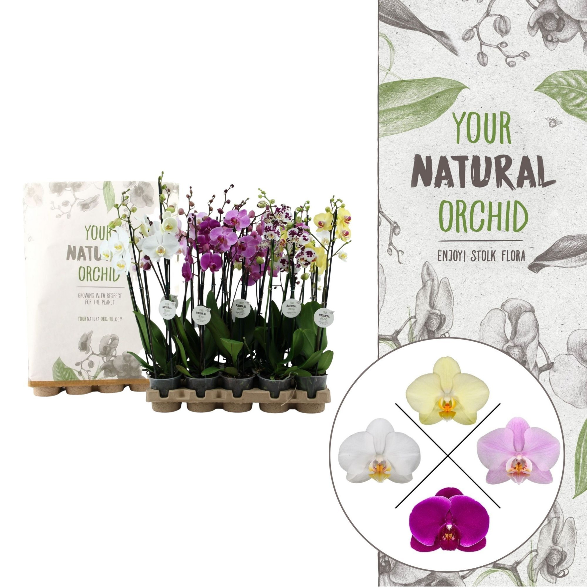 Your Natural Orchid | Eco Mix 65cm | Phalaenopsis 3 spike, D 12