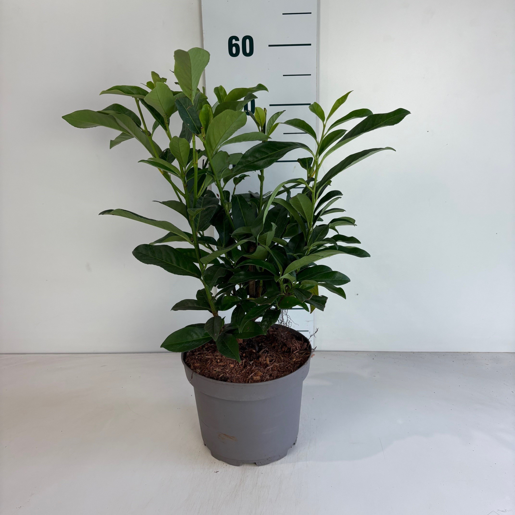 Prunus laur.'Mariblon' Genolia, D 20 cm