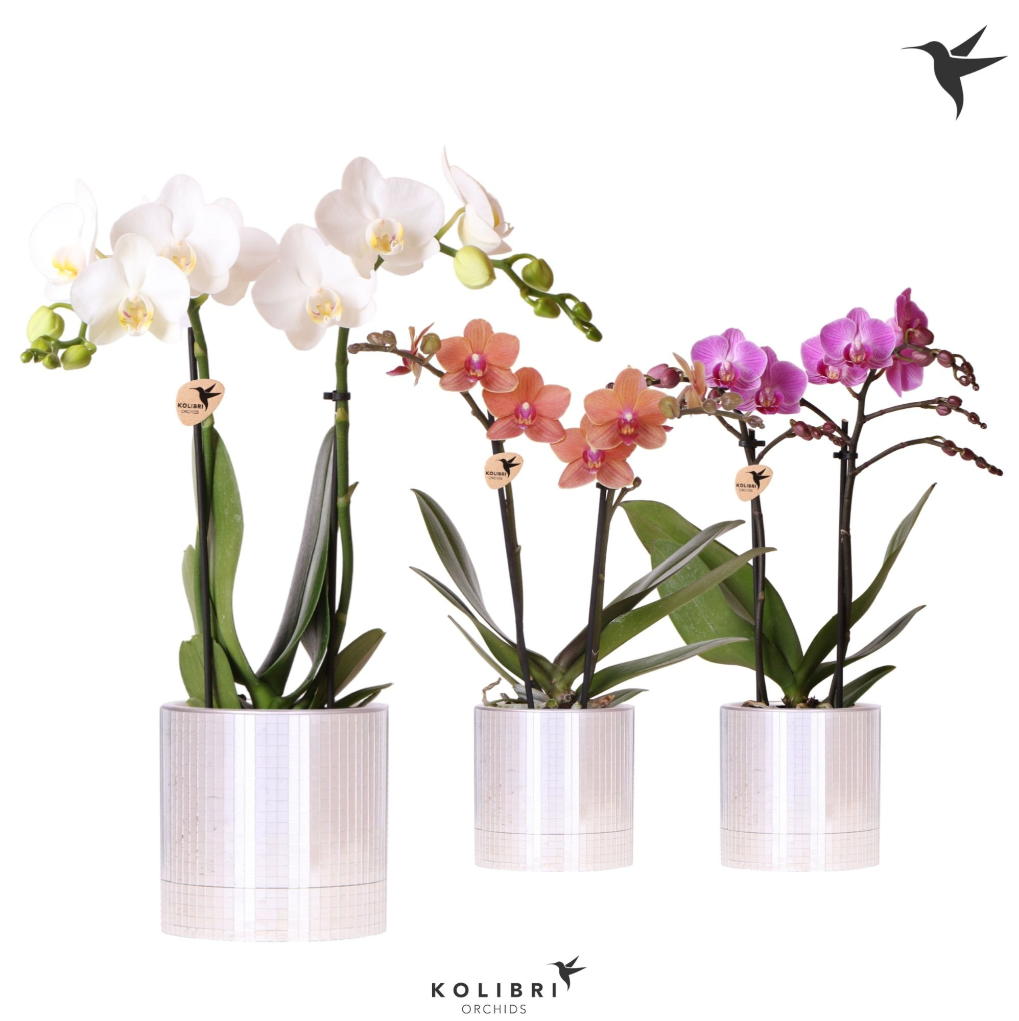Kolibri Orchids Phalaenopsis mix 2 spike in Disco pot, D 9