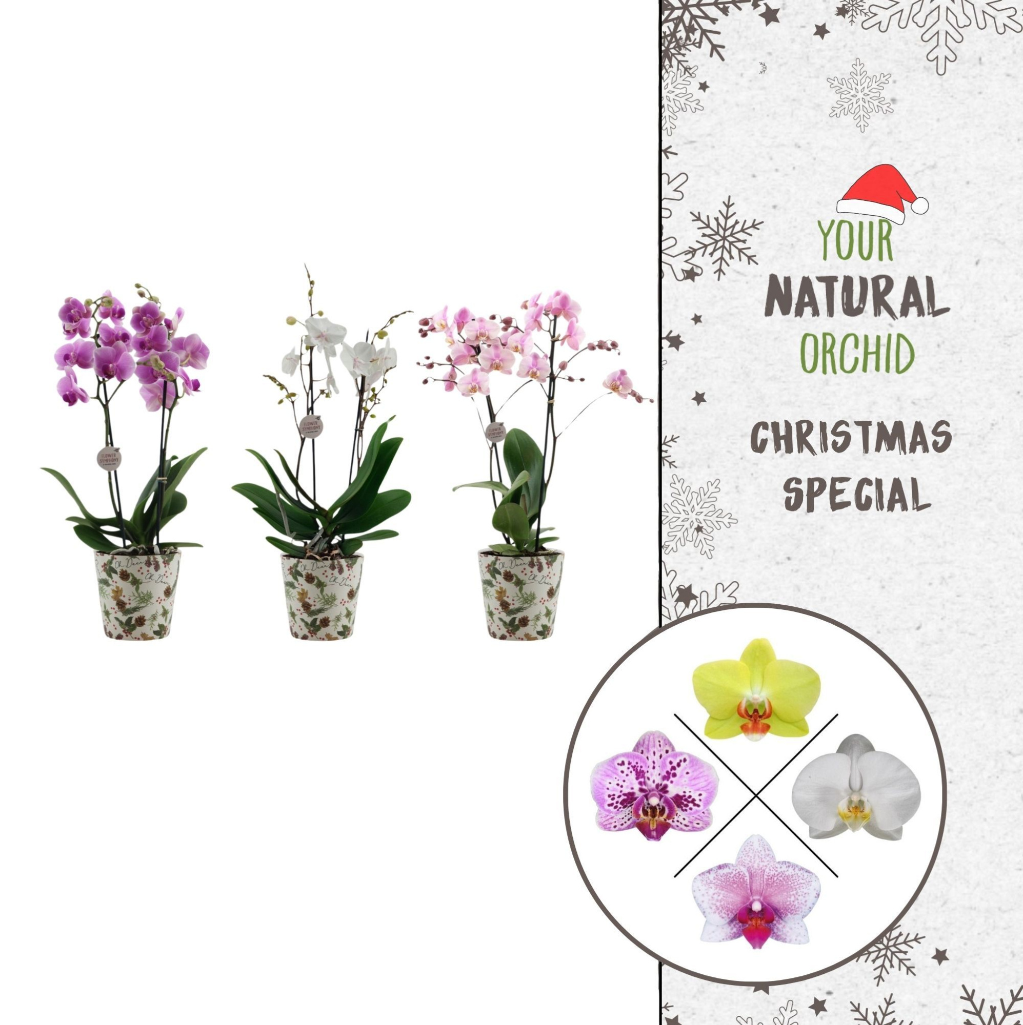 Christmas | 2 spike Flower Symphony mix | Kerst potcover, D 12