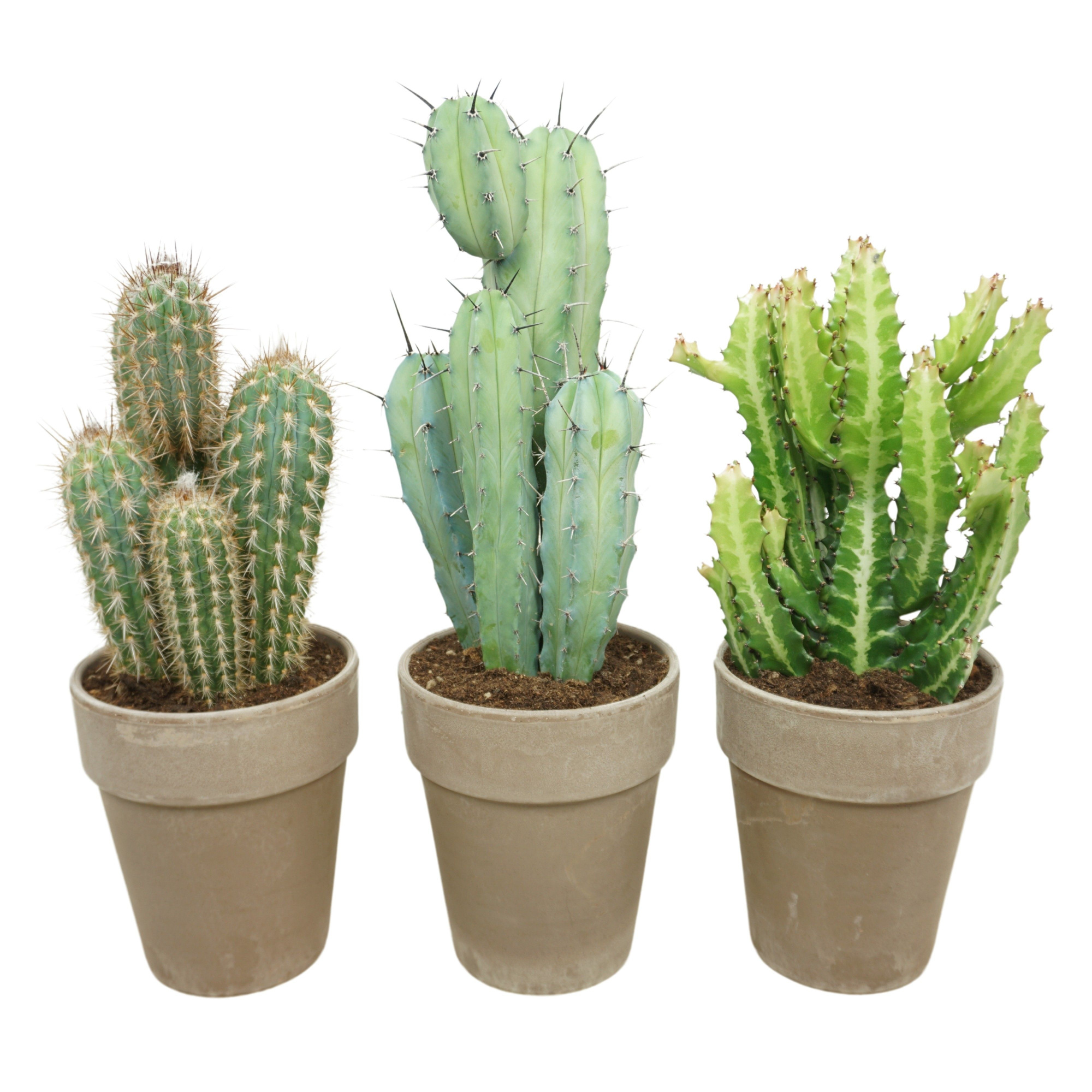 Cactus mix in 19 cm 'Grijze Vaaspot', D 17 cm