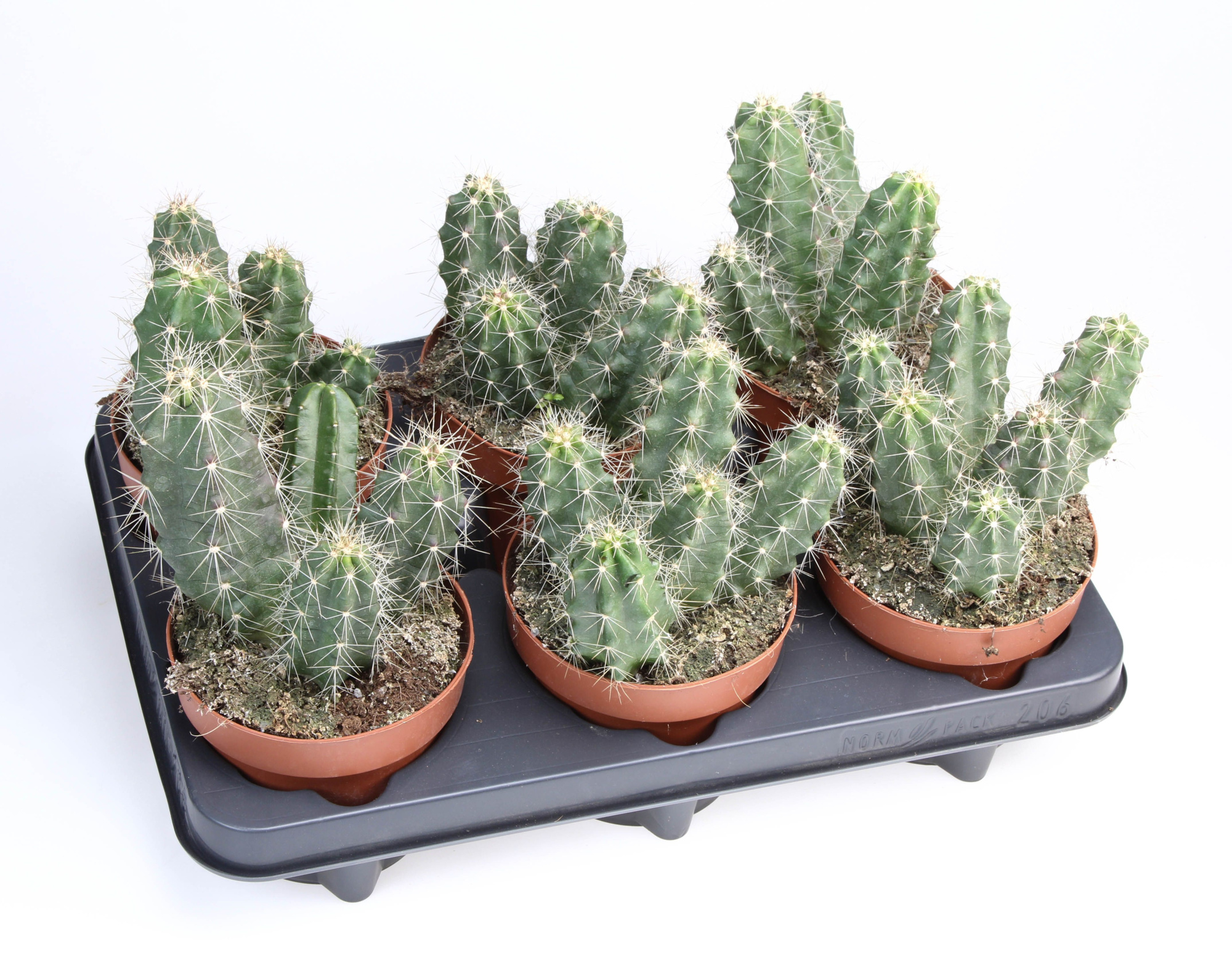 Echinocereus Viereckii, D 12