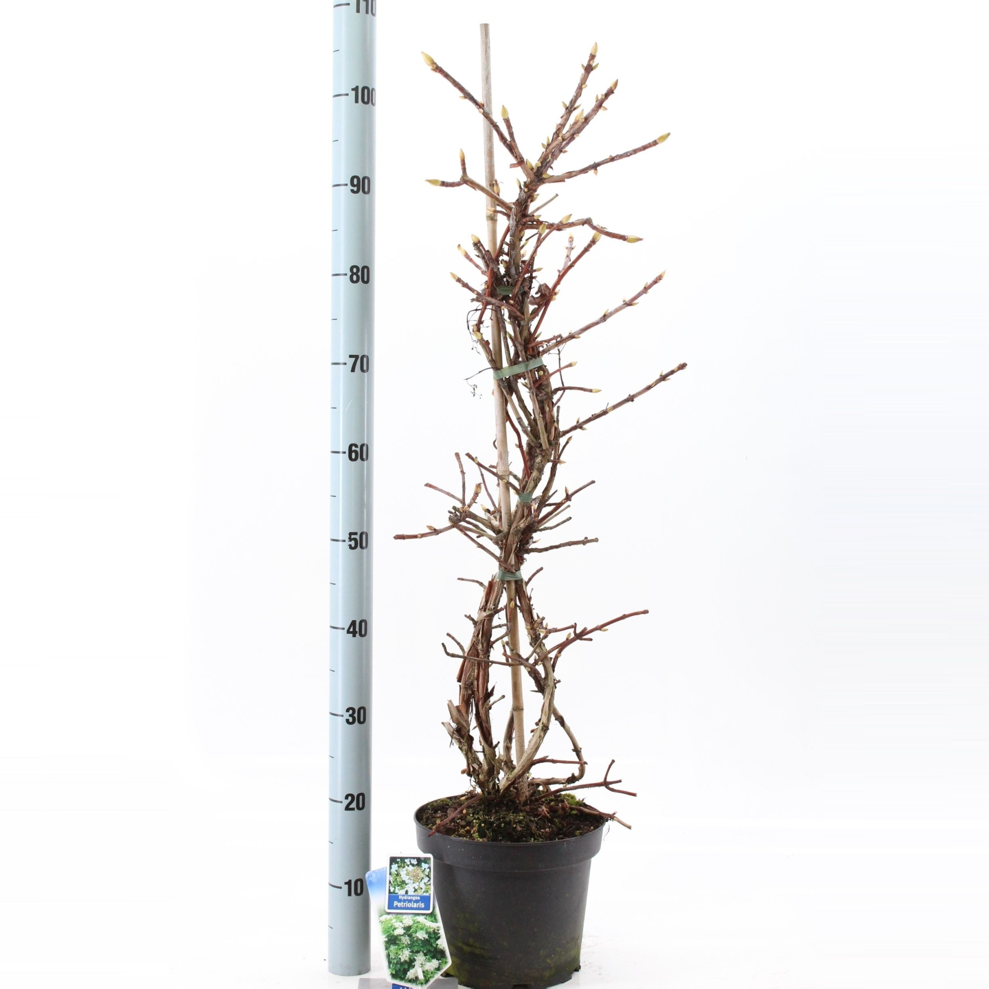 Hydrangea anomala petiolaris --gestokt 60 cm, D 23