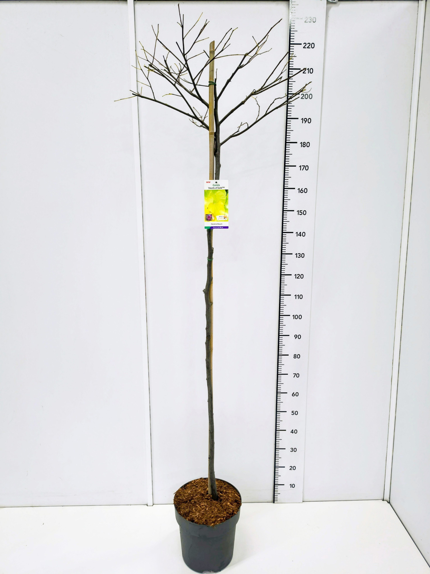 Cercis can. 'Hearts of Gold' 150CMSTC12, D 30 cm