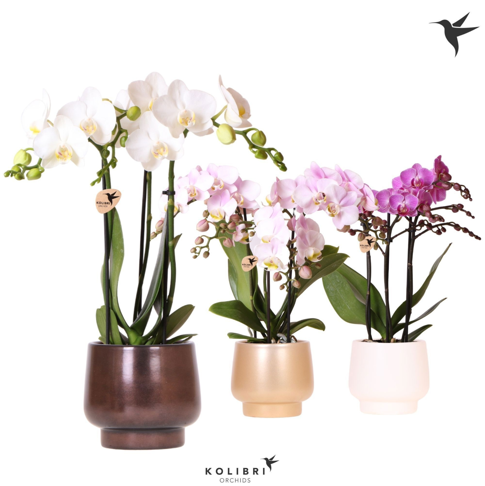 Kolibri Orchids Phalaenopsis mix 3 spike in Scandic pot mix, D 9