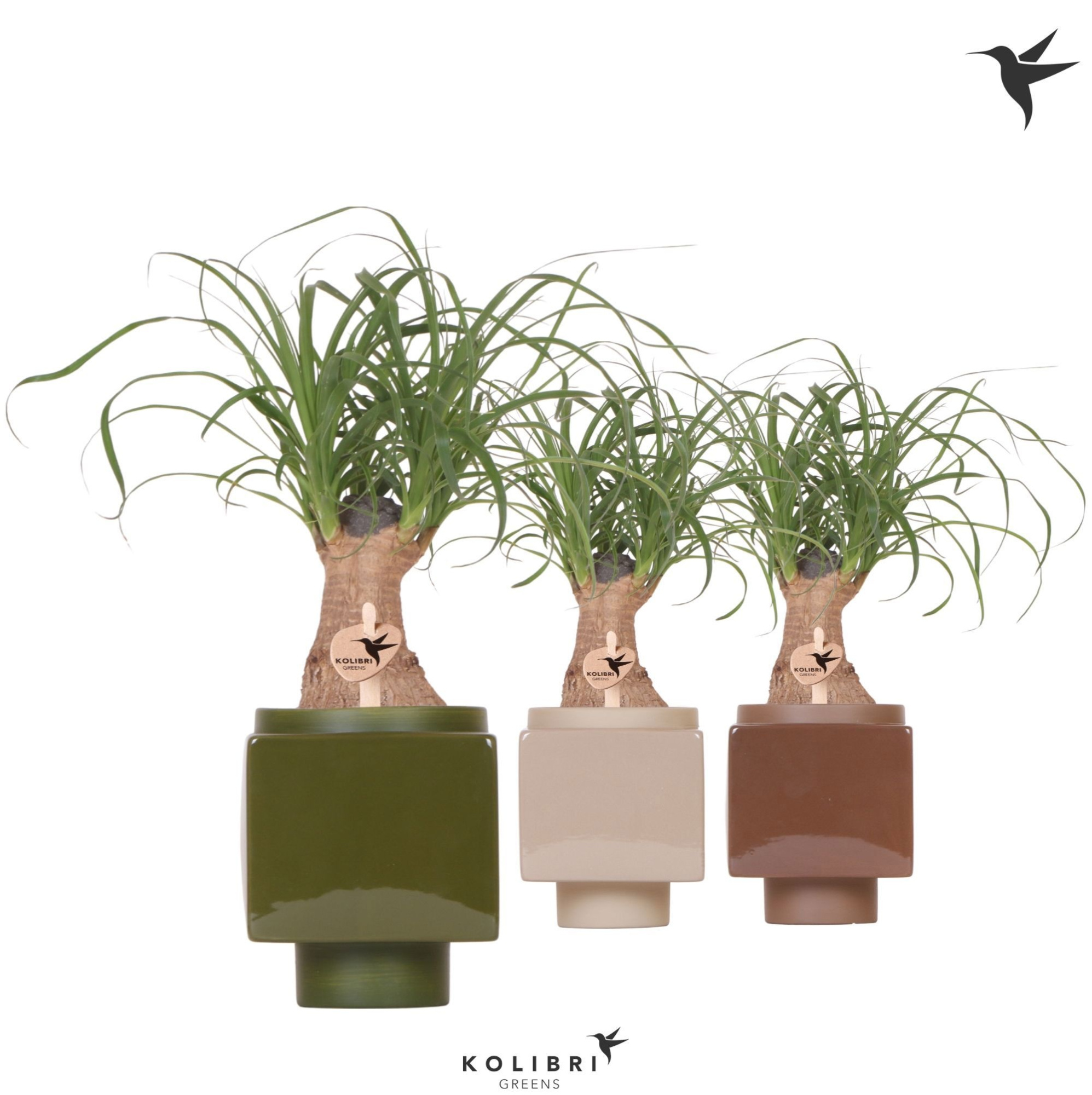 Kolibri Greens Beaucarnea in Cube pot mix, D 9