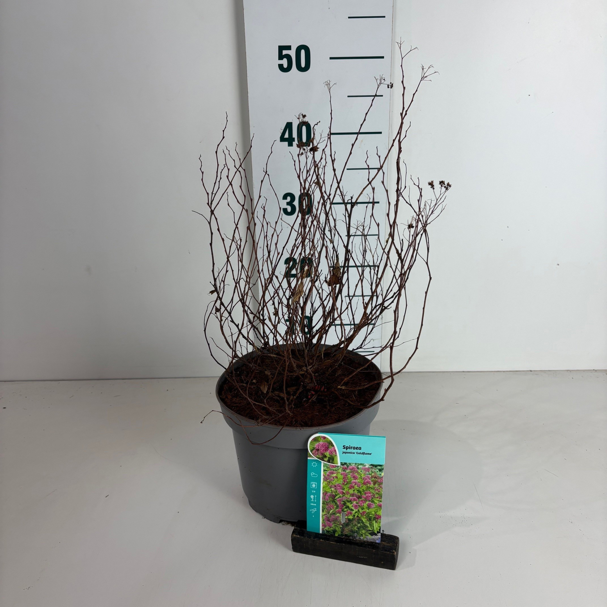 Spiraea japonica Goldflame, D 20