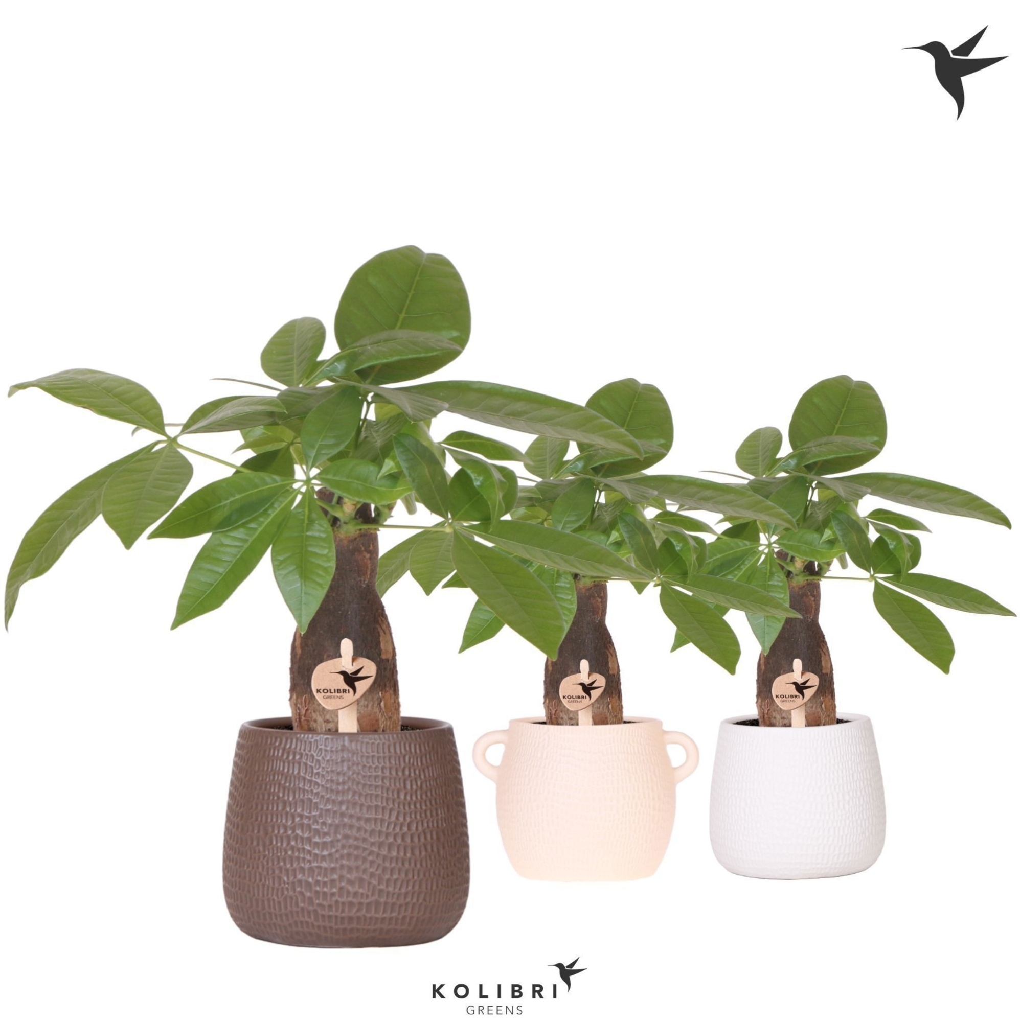 Kolibri Greens Pachira in Scales pot mix, D 9 cm