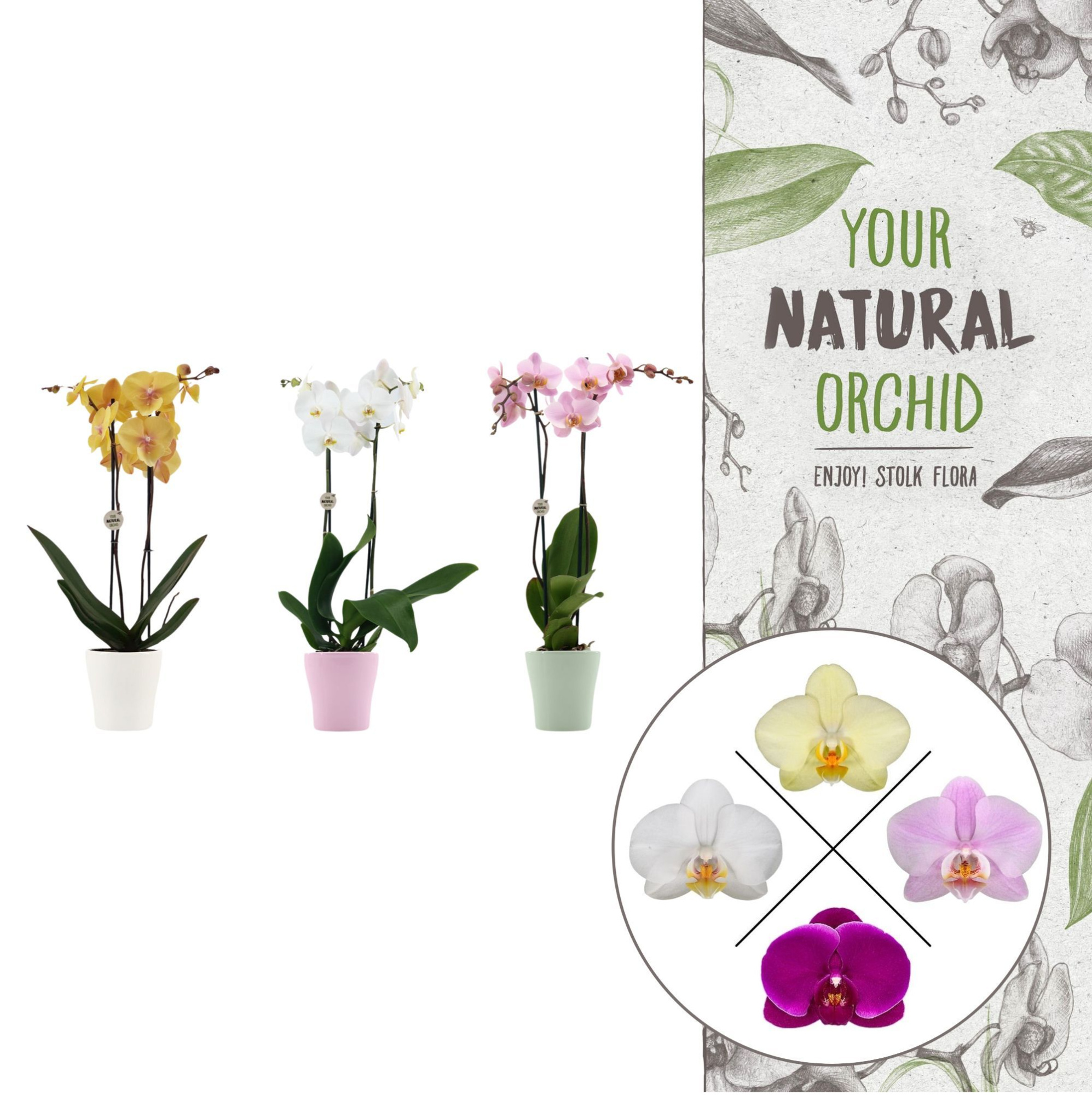 Your Natural Orchid | Mix in Anna pot | Phalaenopsis 2 spike, D 12 cm
