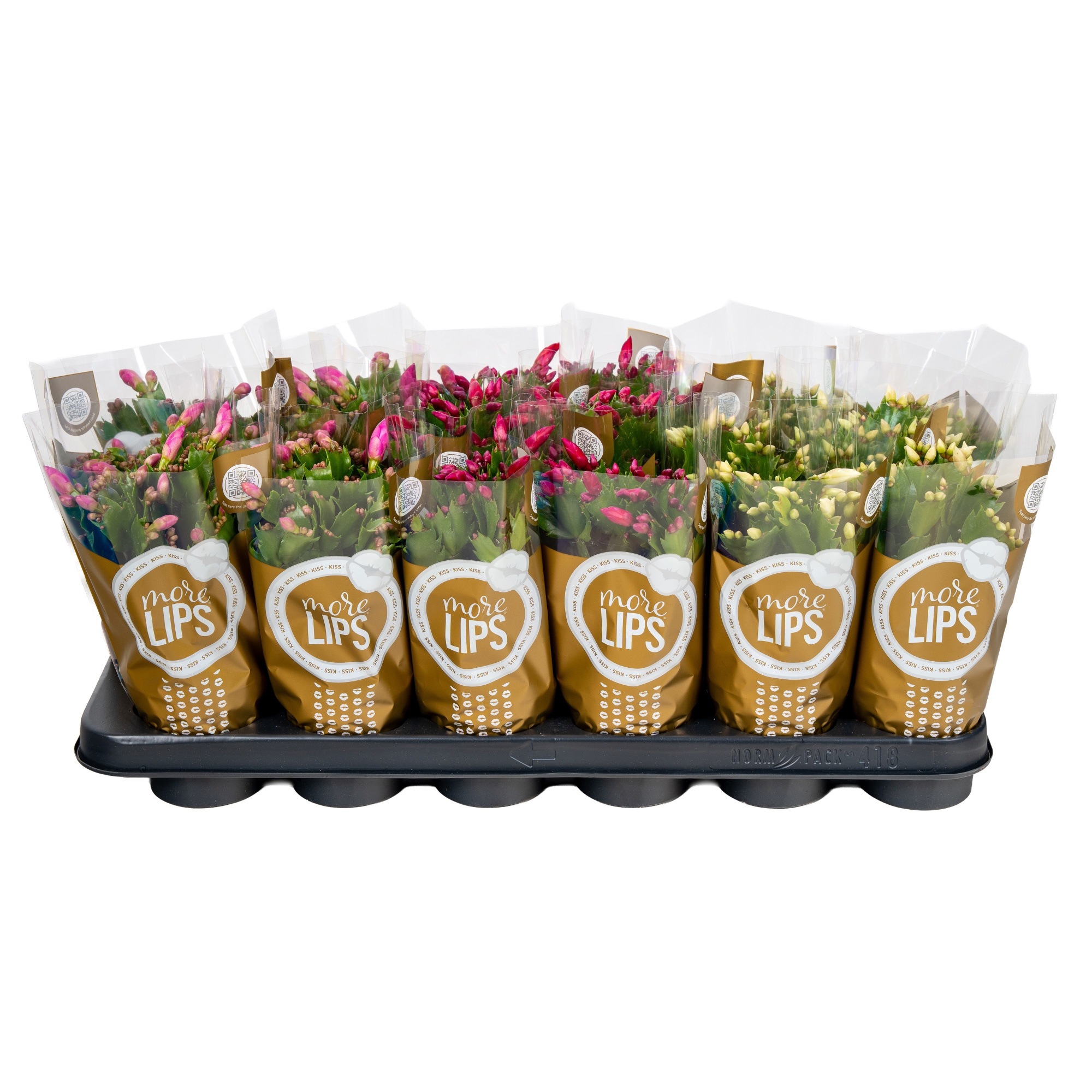Schlumbergera 9 cm mix 3 kleur MORELIPS, D 9 cm