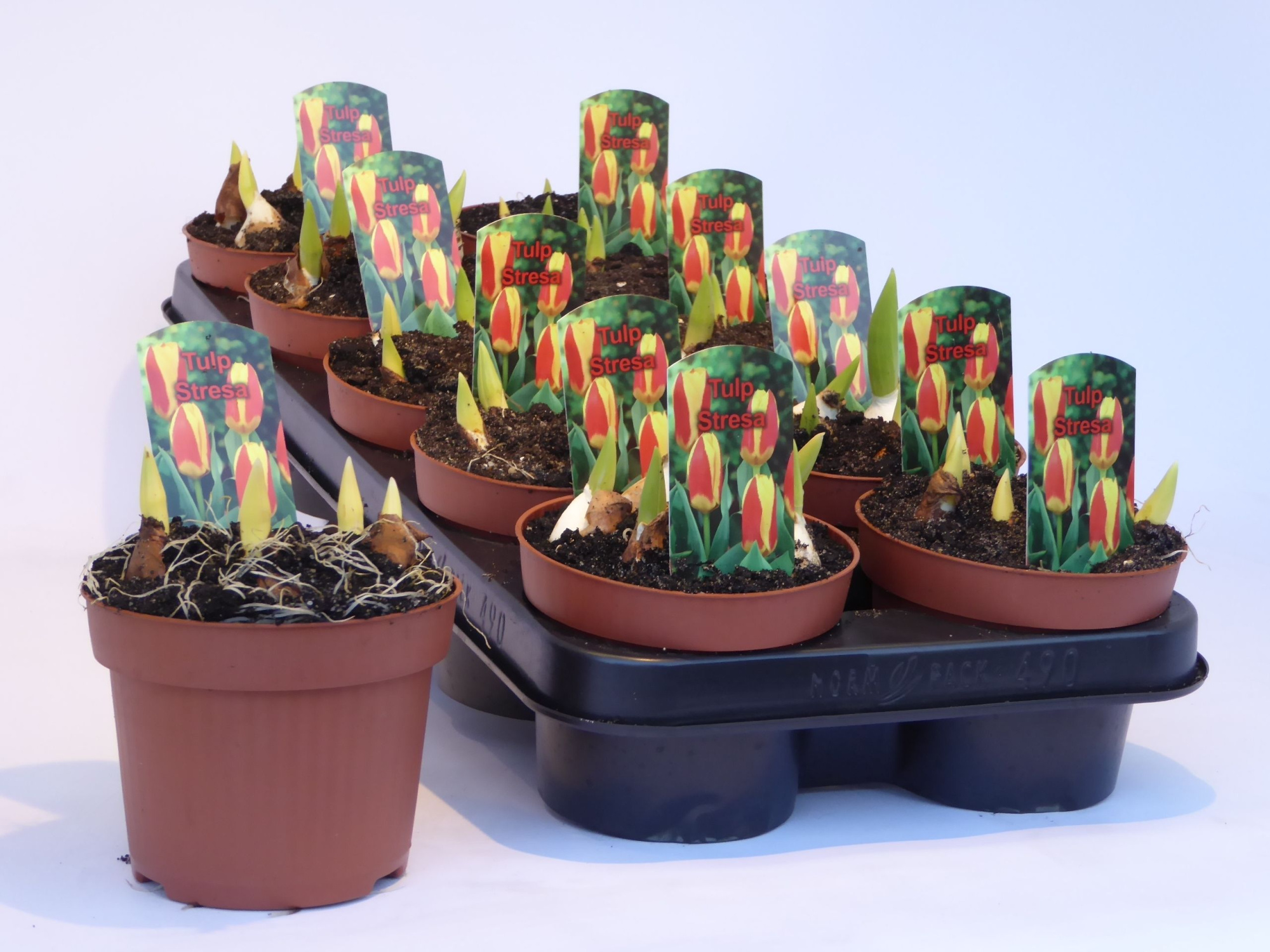 Tulp Stresa 12cm, D 12