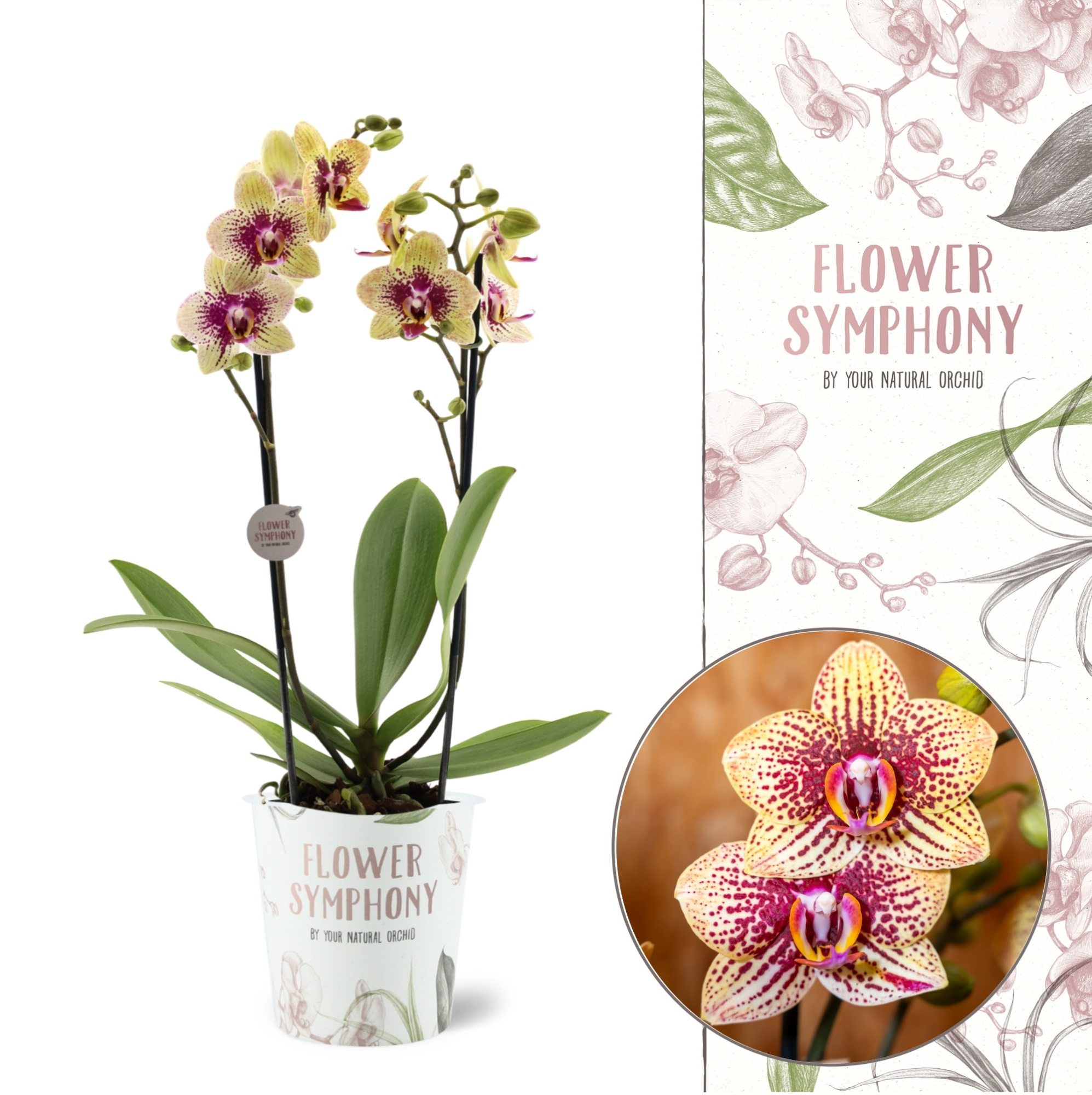 Flower Symphony | 108871 | Phalaenopsis 2 spike, D 12 cm