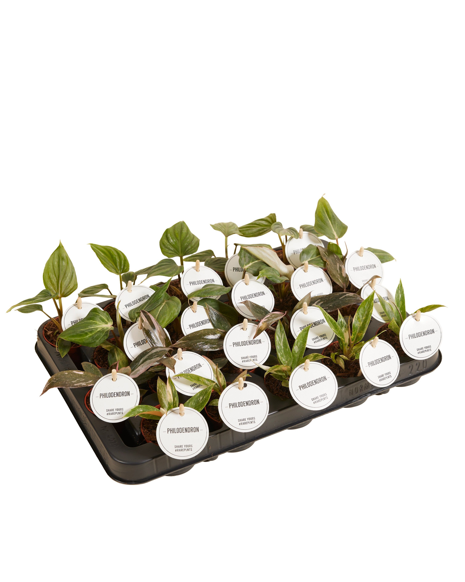 Philodendron Mix, D 6 cm