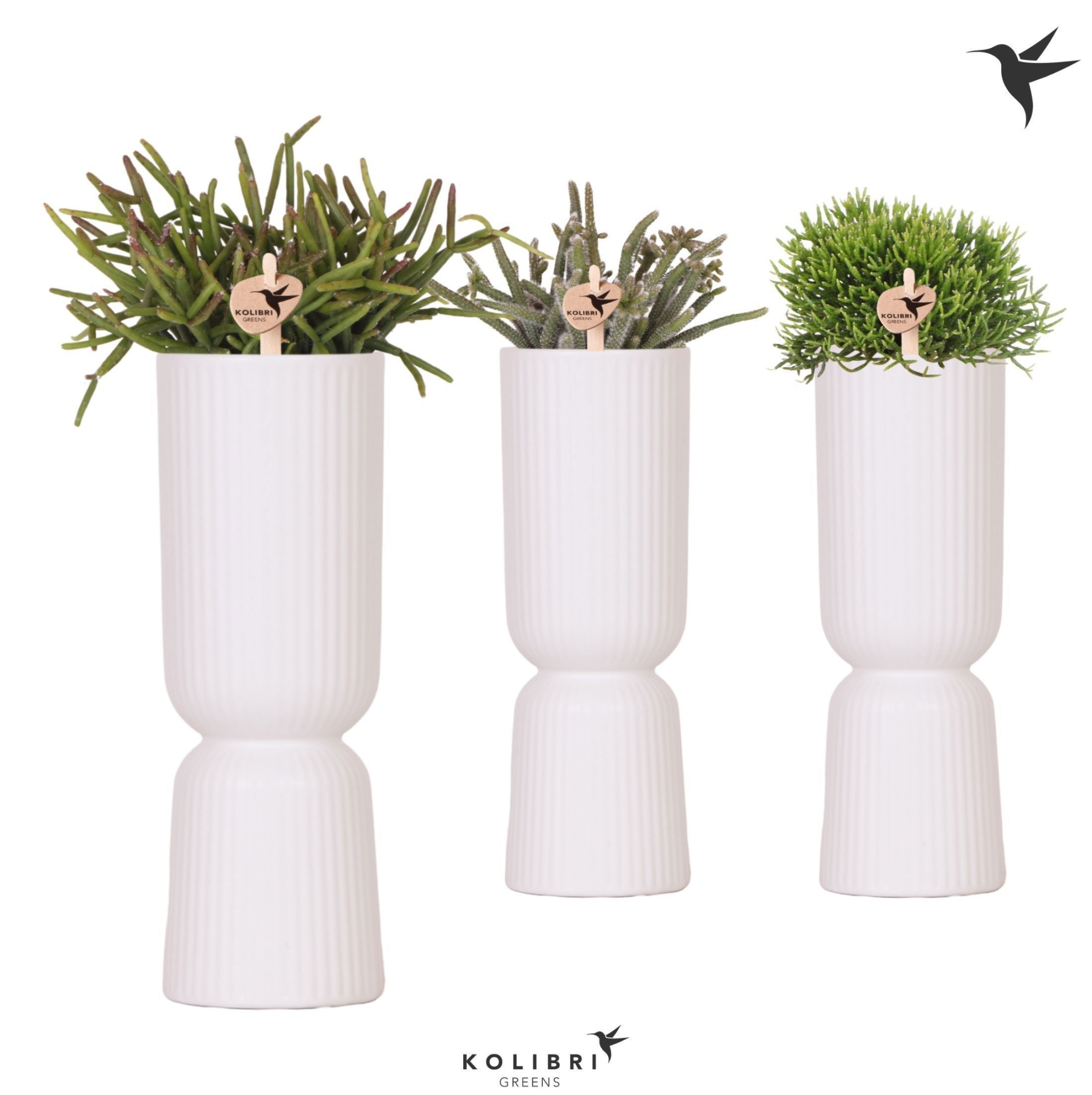 Kolibri Greens Rhipsalis mix in Diabolo Fall pot white, D 9