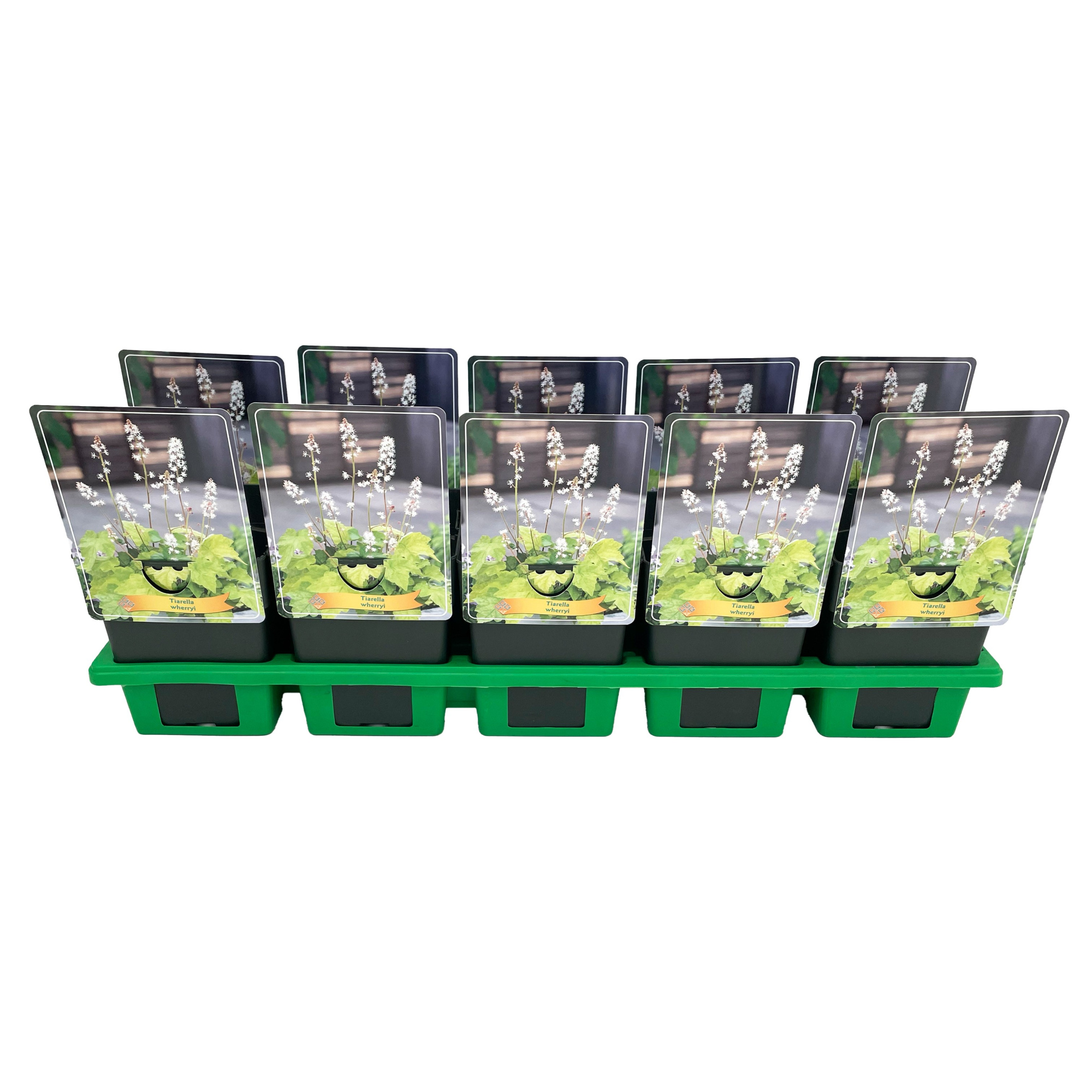 Tiarella Wherryi P11, D 11 cm