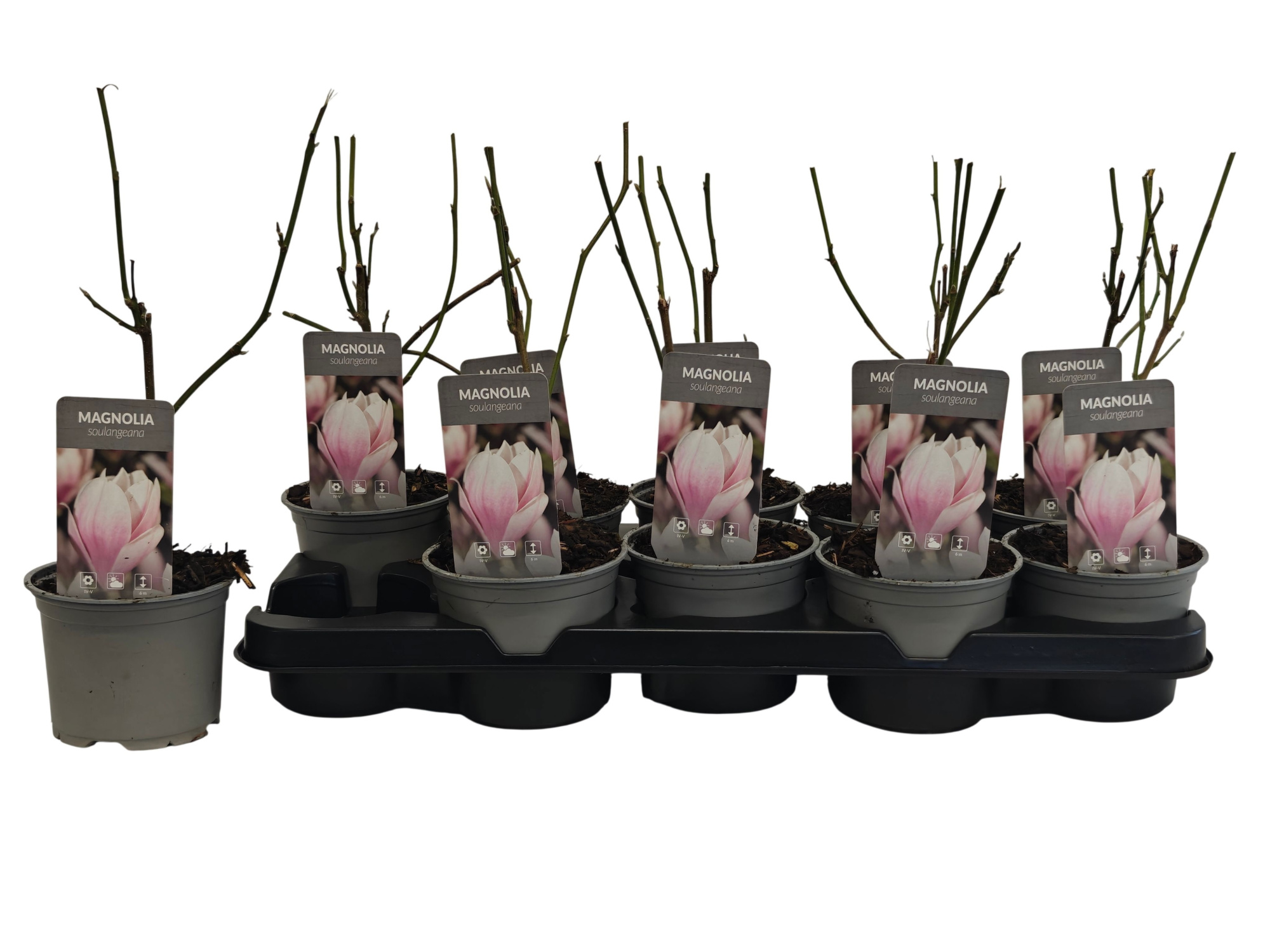 Magnolia x soulangeana P12, D 12