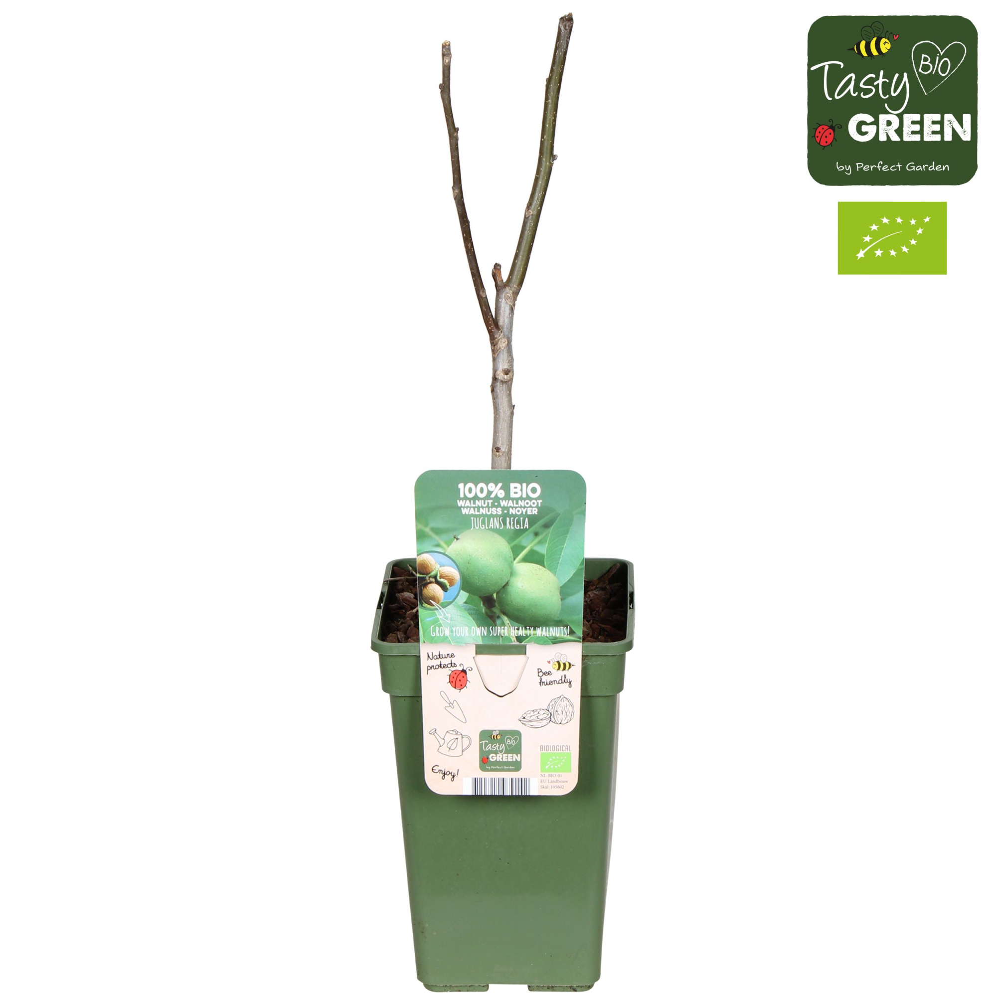 Juglans Regia Bio P19, D 19