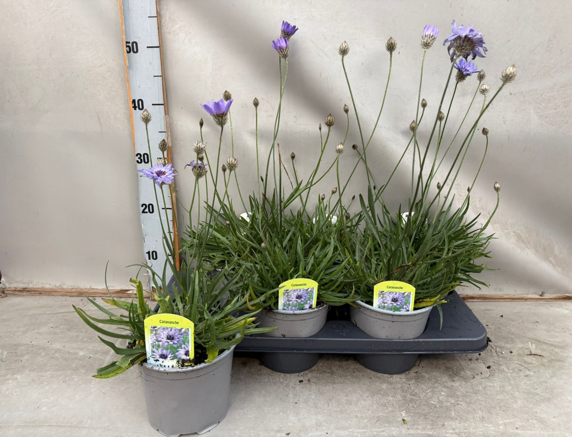 Catananche, D 15 cm