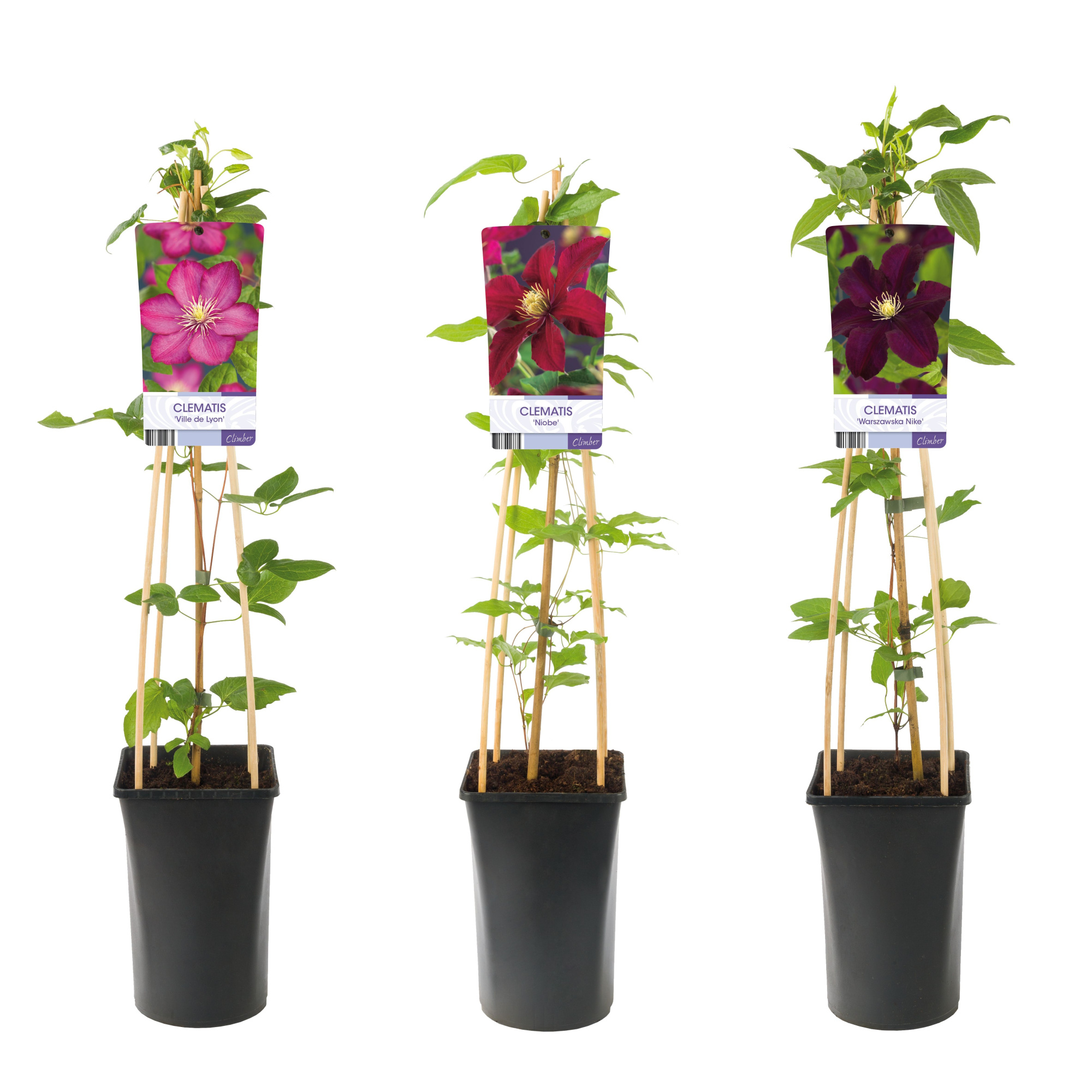 Mixshelf Clematis red +light label, D 17 cm