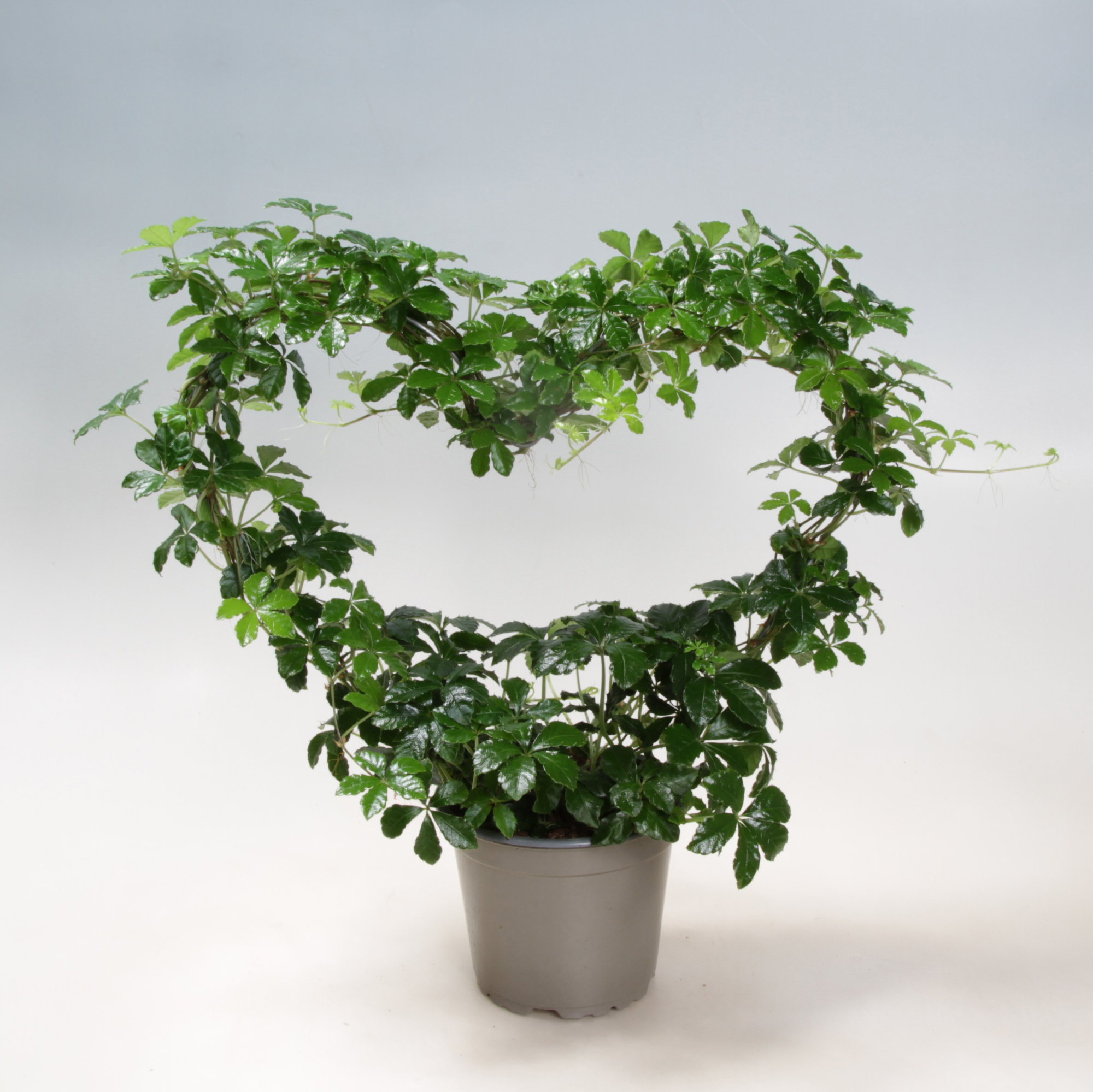 Cissus Striata Heart 12 cm, D 12