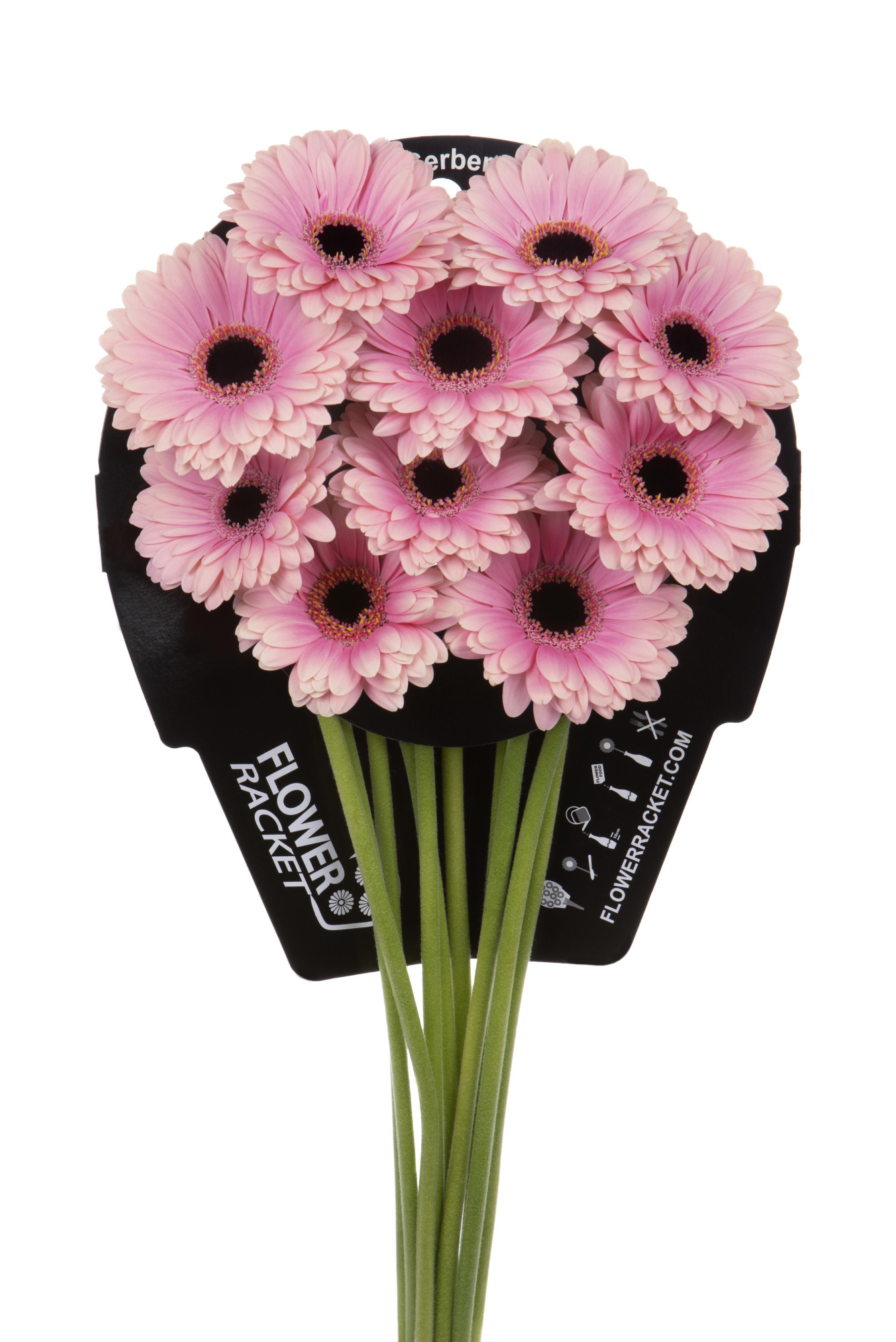 Гермини Эсми, шт.