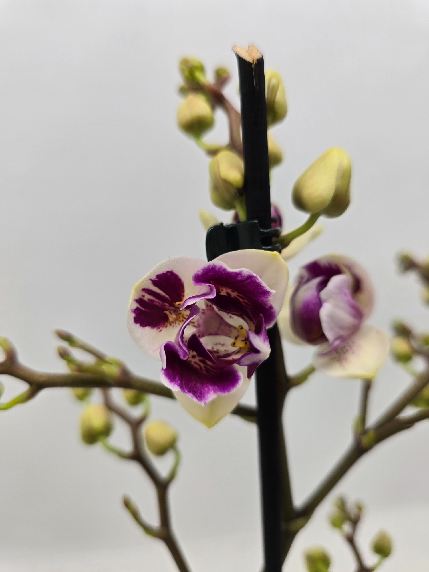 Limited 24 week 5, D 12