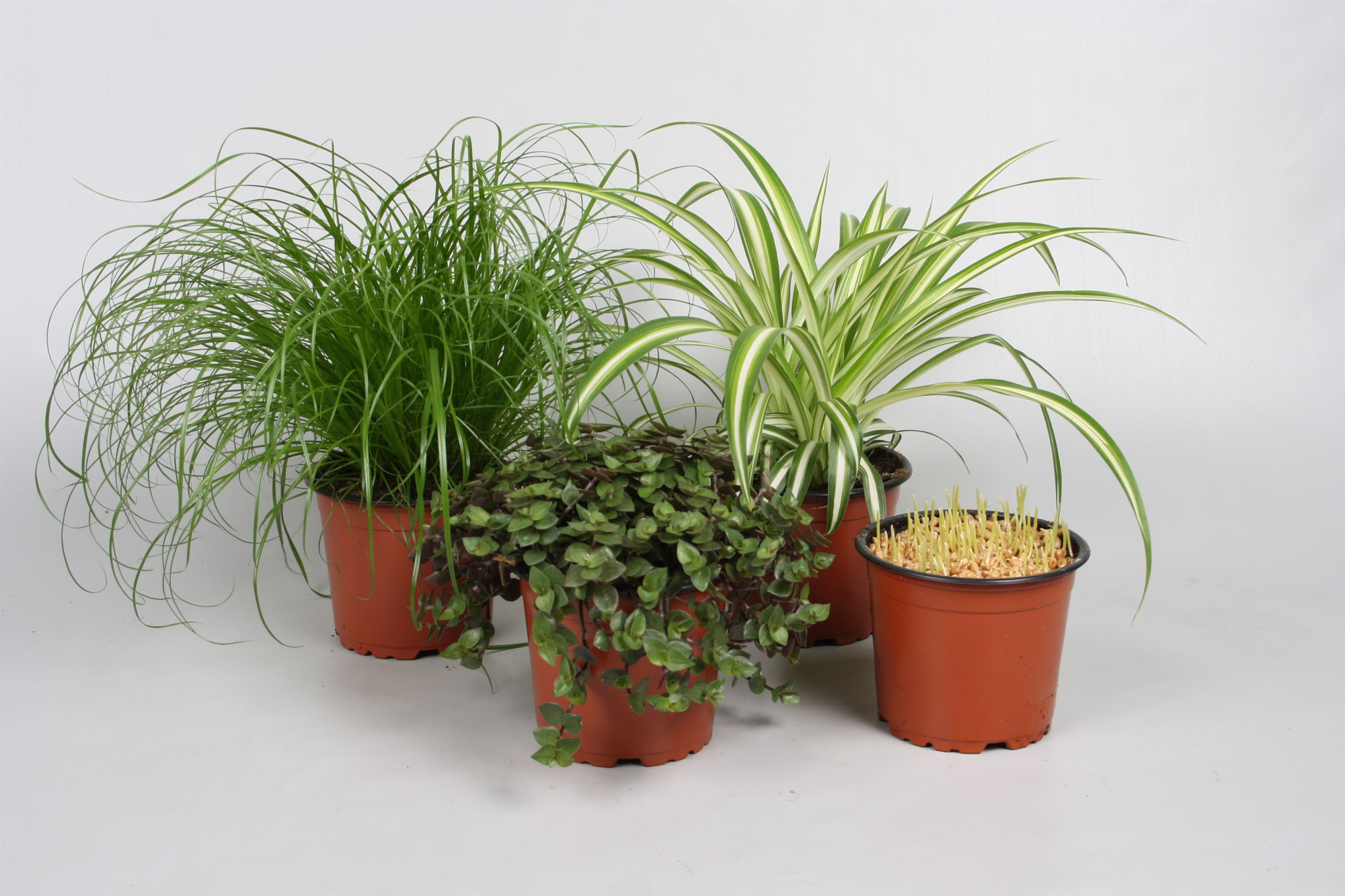 Pet mix 4 soorten, D 12 cm