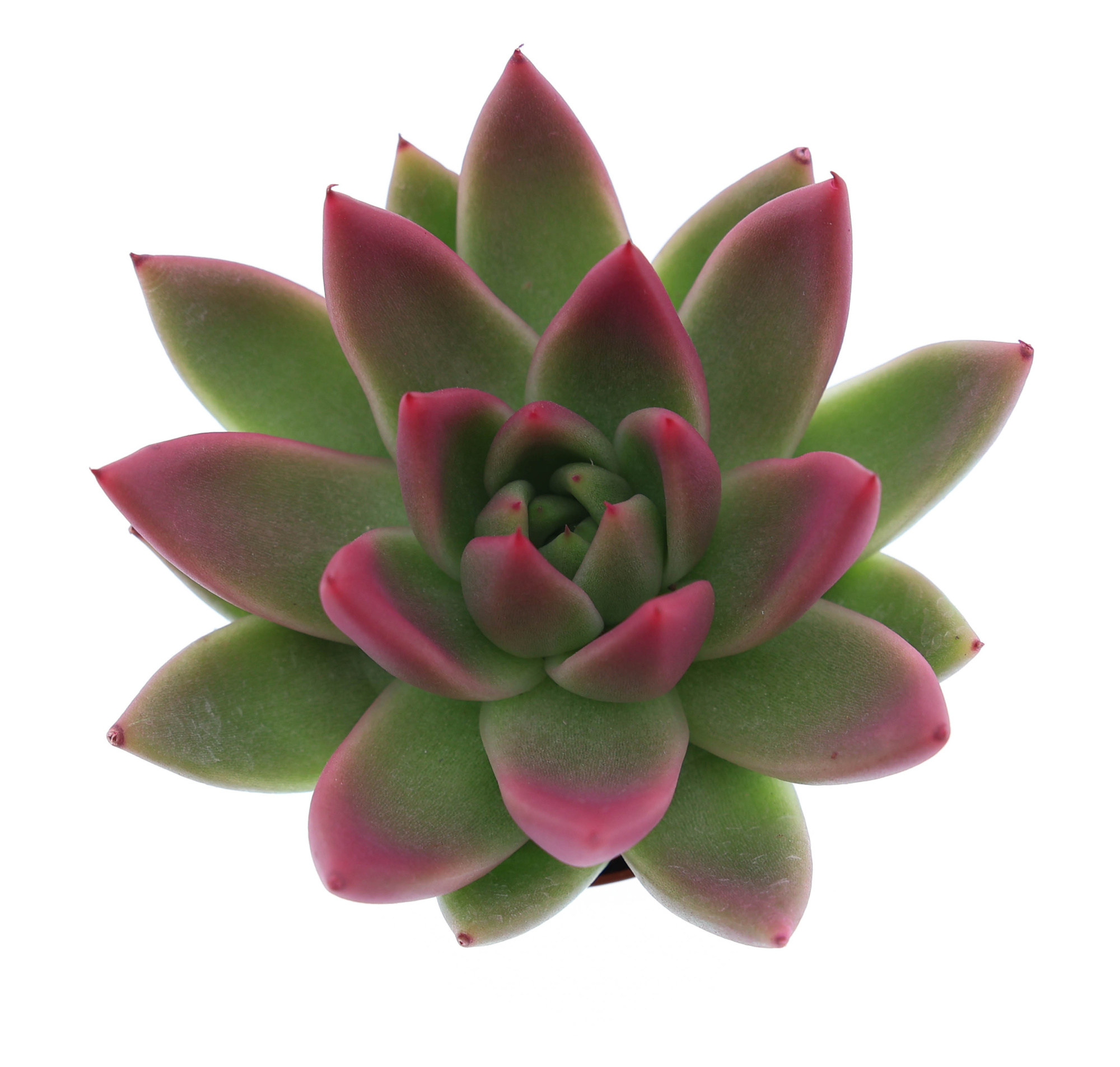 Miranda tips bordeaux red, D 6