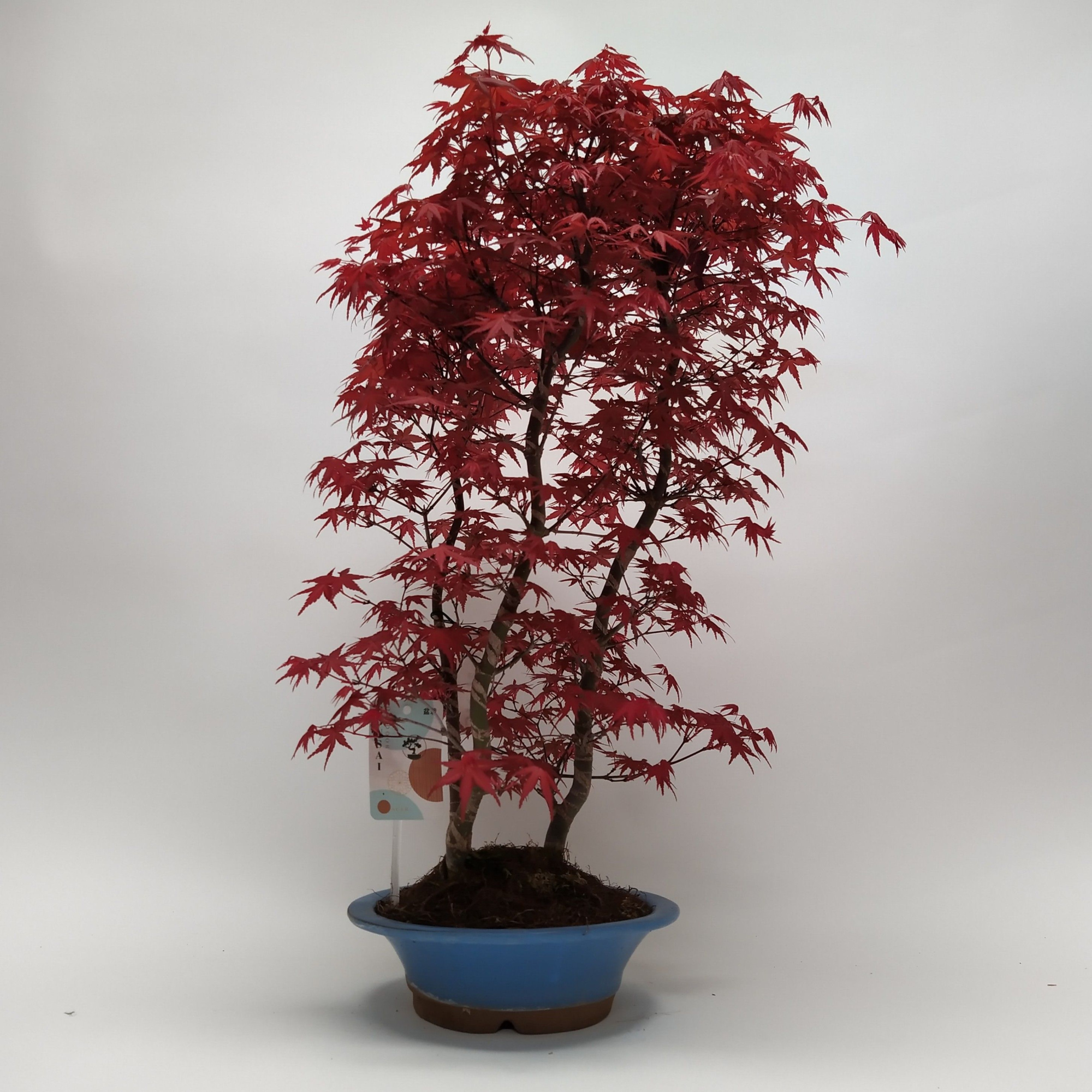 Acer Deshojo Bonsai 'E32' 23 cm (herkomst: Japan), D 23