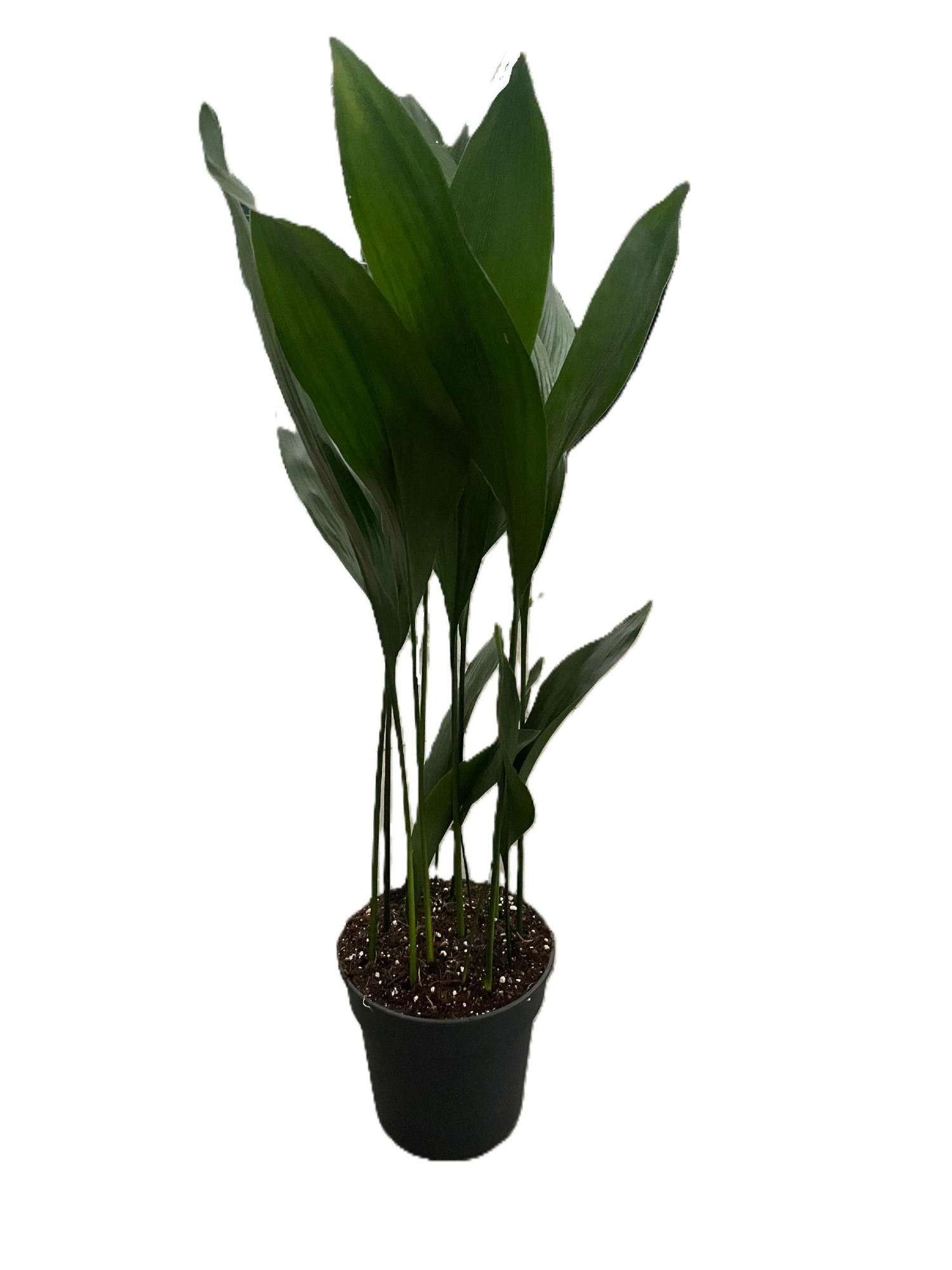 Aspistra eliator, D 21