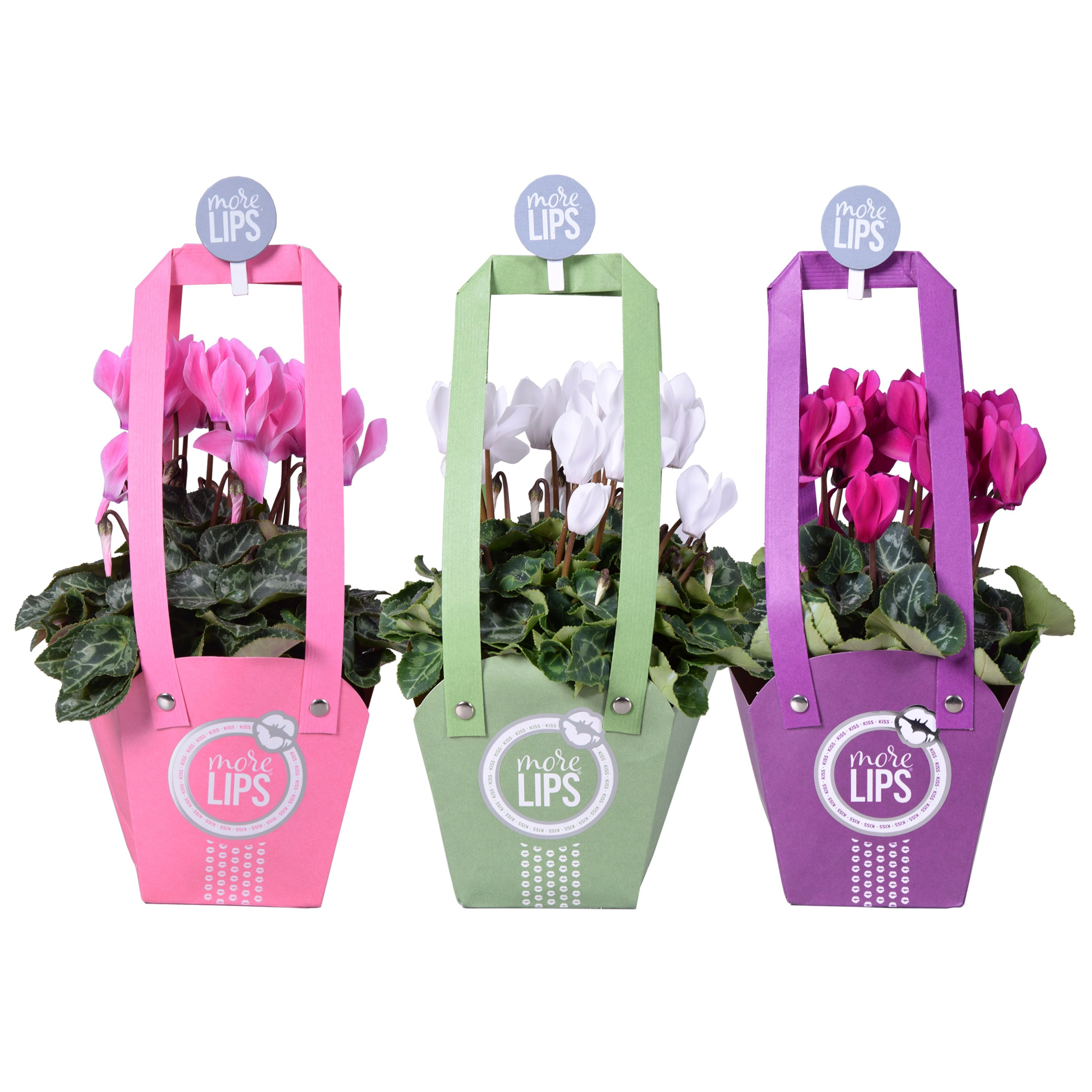 MoreLIPS® Cyclaam mini mix Tasje/ knijper, D 12 cm