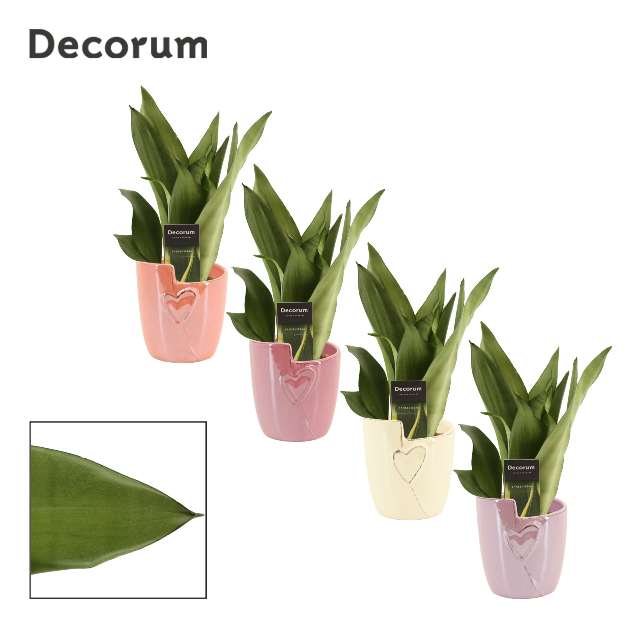 Sansevieria Moonshine 12 cm in Joa (Special moods-collection), D 12