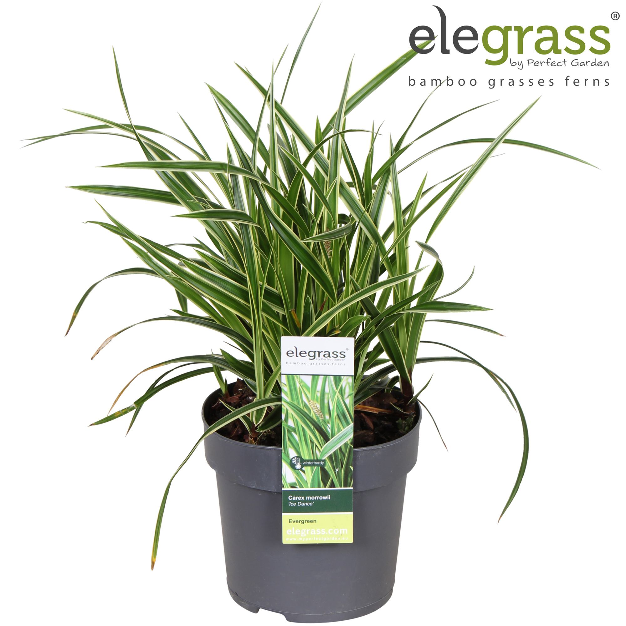 Carex morrowii 'Ice Dance' P14, D 14 cm