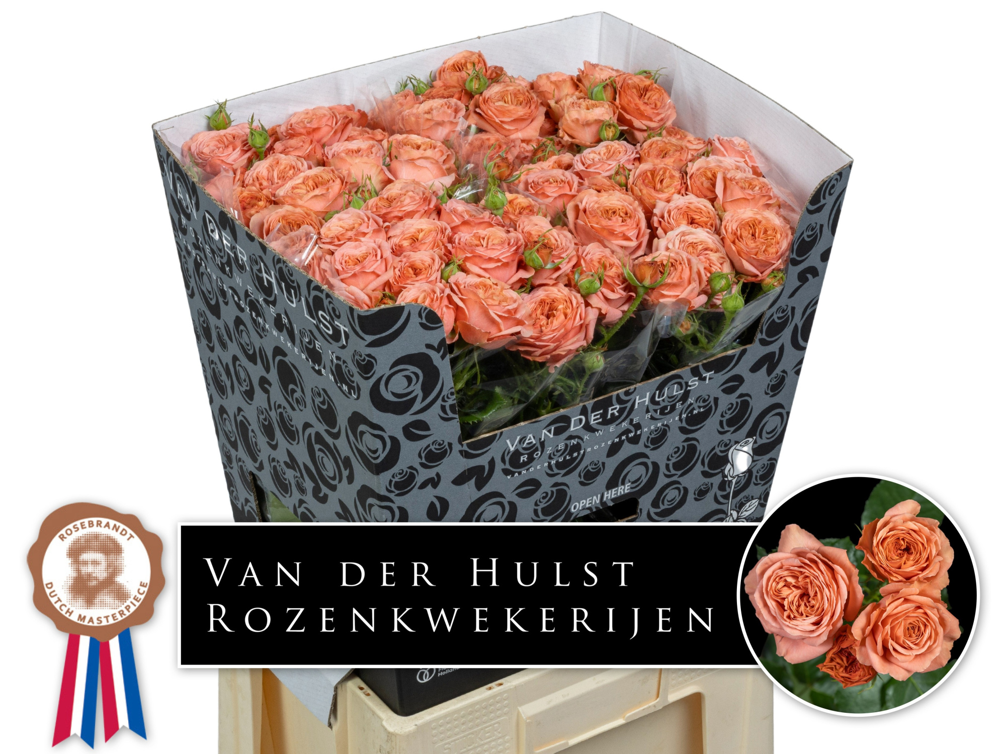 Роза куст. Бэлла Трендсеттер 70, шт.