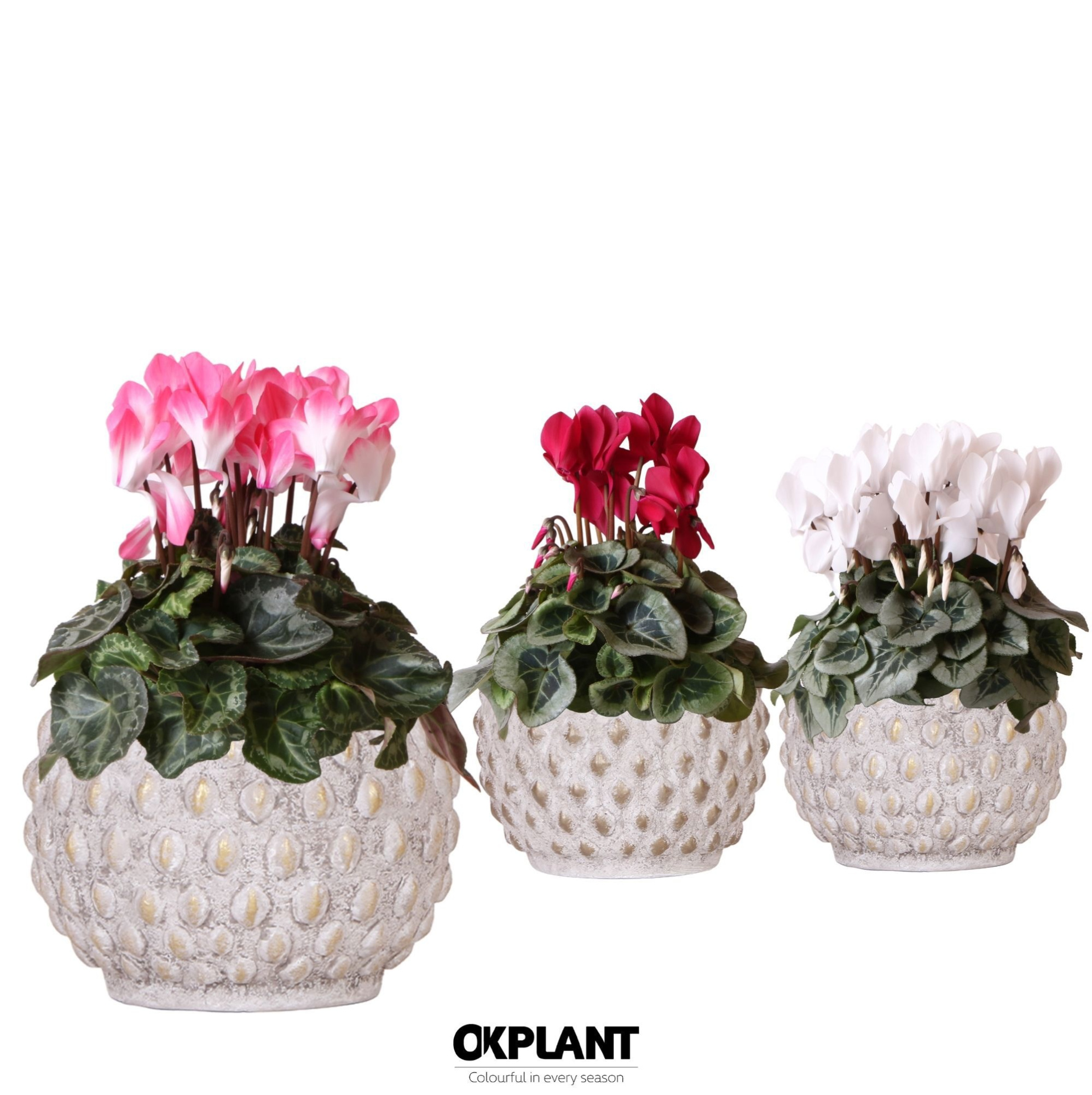 Cyclamen mix in Marrakesh pot gold copper mix, D 12 cm