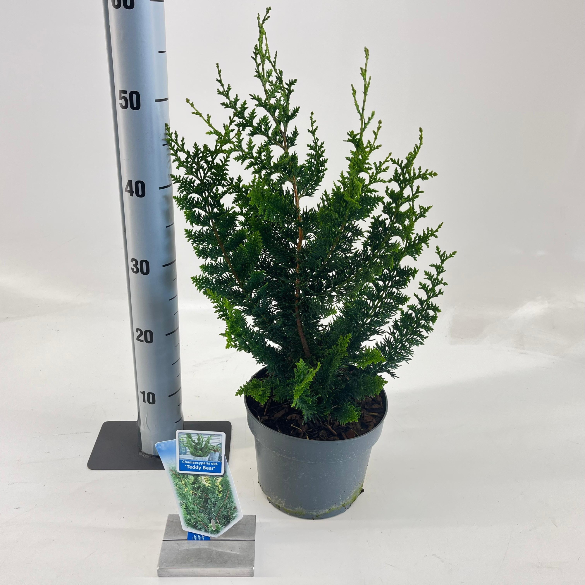 Chamaecyparis obt. ‘Teddy Bear’, D 19 cm