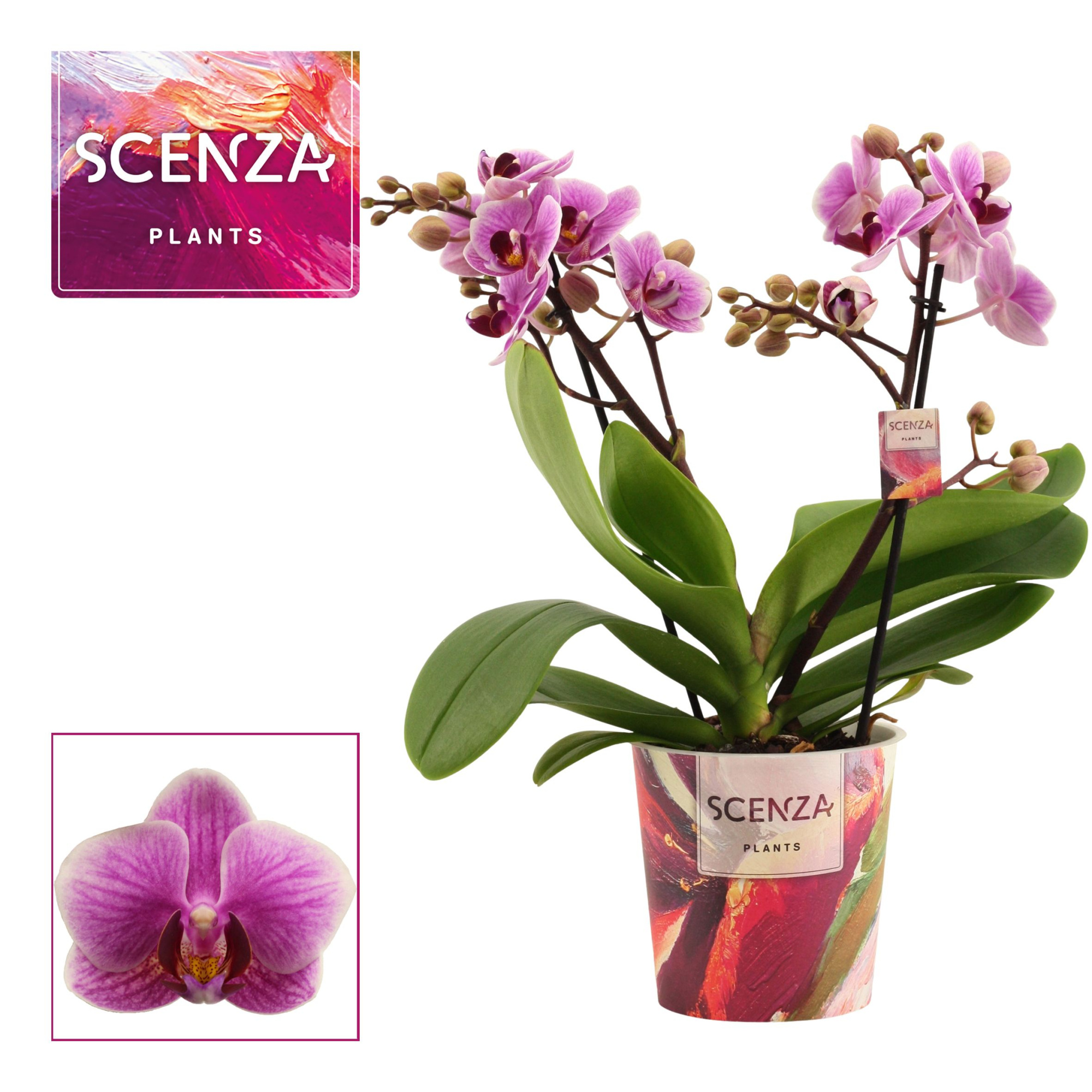 Phalaenopsis multiflora 2 tak Diva (Scenza), D 12 cm
