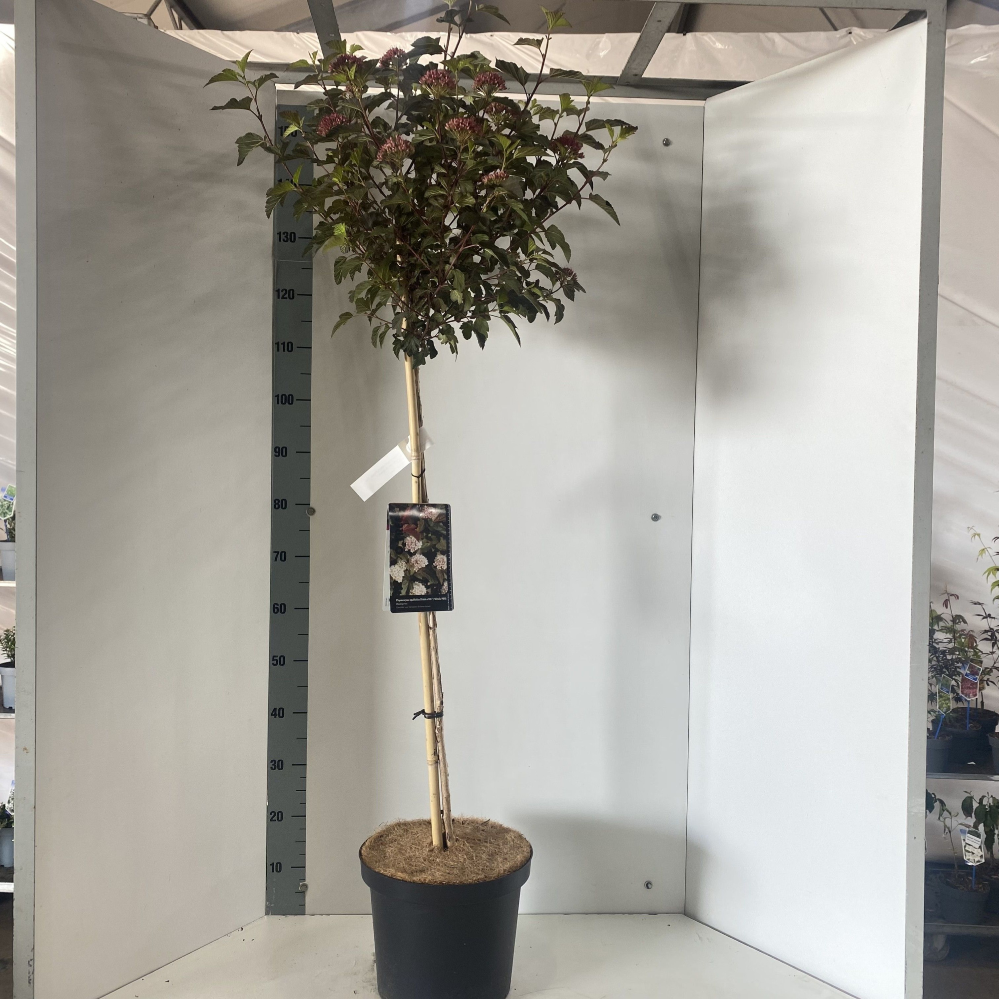 Physocarpus opulifolius Diable d'Or® ('Mindia'PBR) -- stam 90 cm, D 29 cm