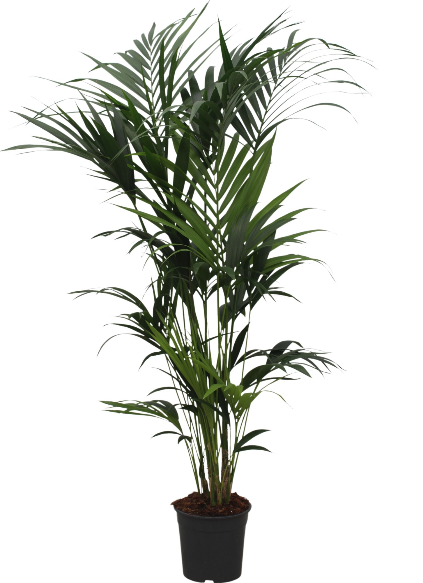 Howea forsteriana (Kentia) 10 pit 180-200cm, D 27