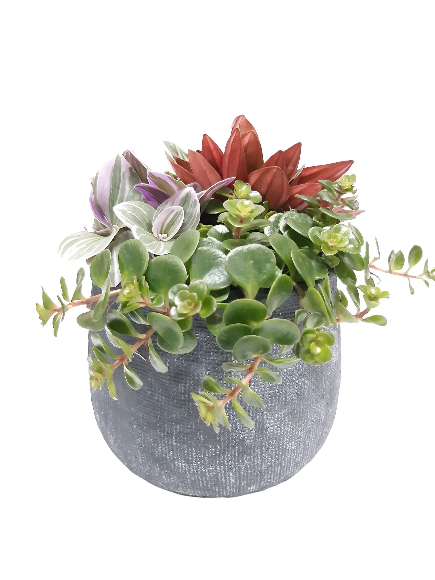 DKA13HMX Duke Pot Antraciet 13cm mini Groenmix, D 13