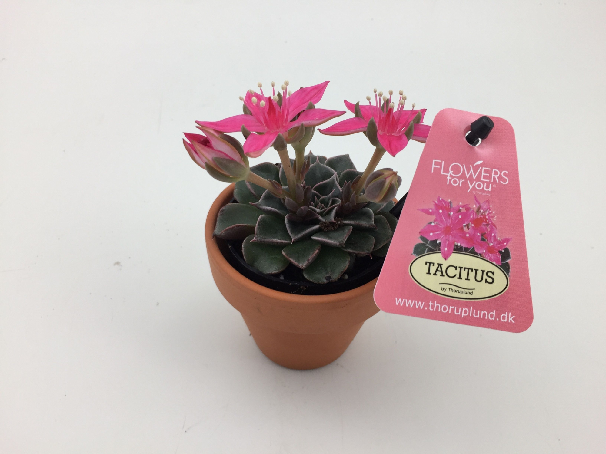 Graptopetalum " Tacitus" Clay Pot, D 6