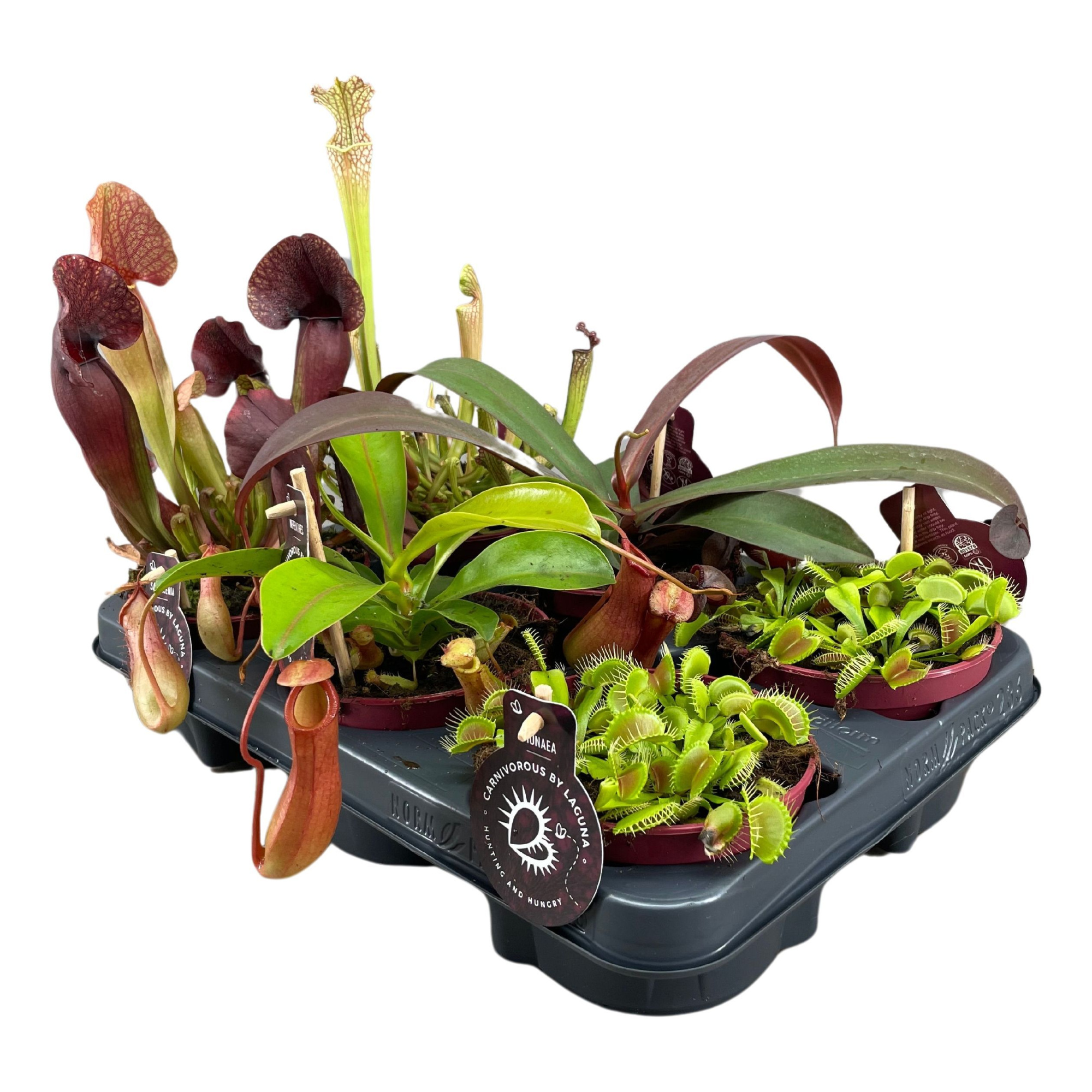 Vleesetende planten mix | 2 Nepenthes, 2 Sarracenia, 2 Dionaea, D 12 cm