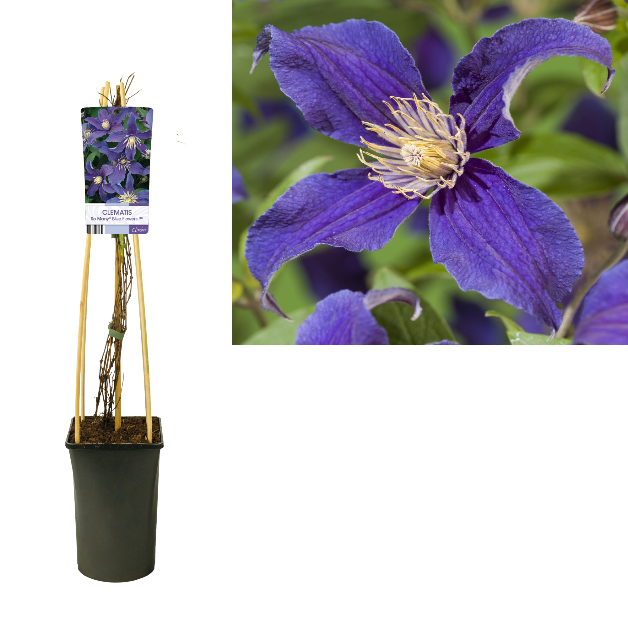 Clematis So Many® Blue Flowers PBR +light label, D 17 cm