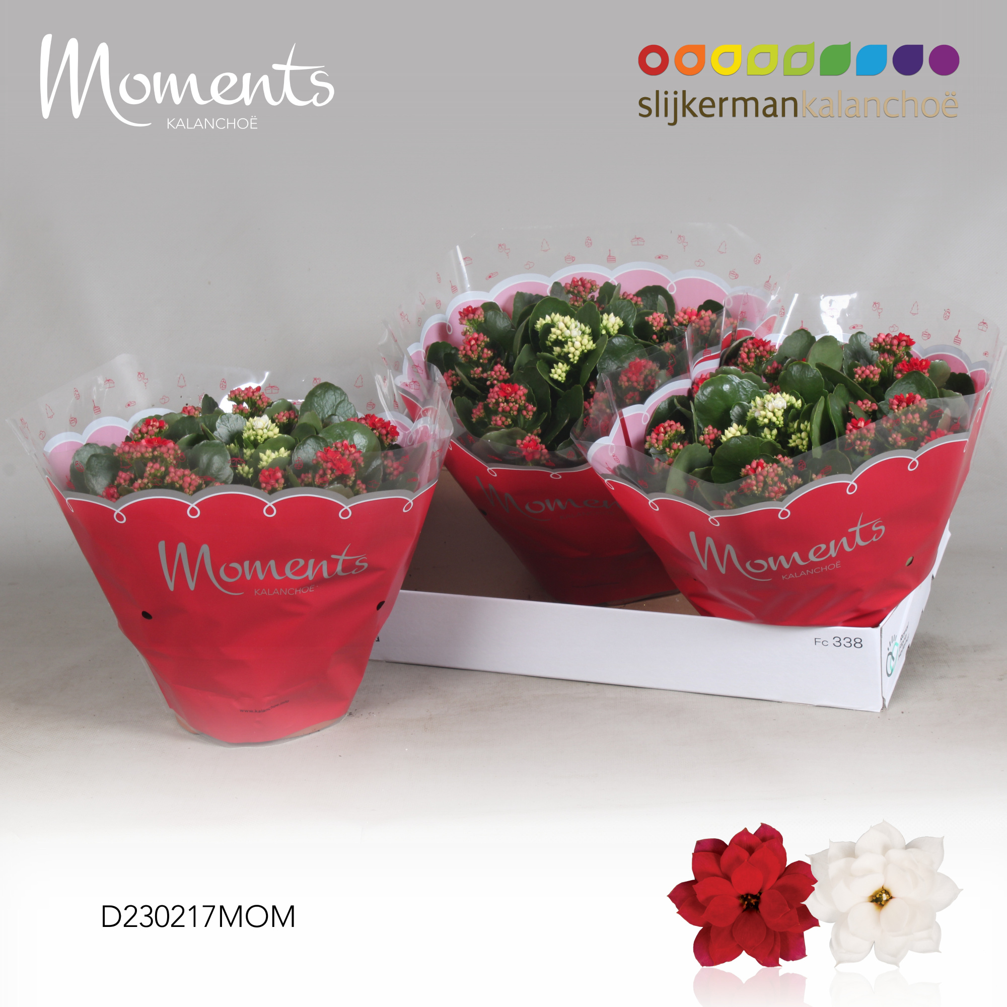 Kalanchoe Moments - Red with White mix in pot, D 23 cm