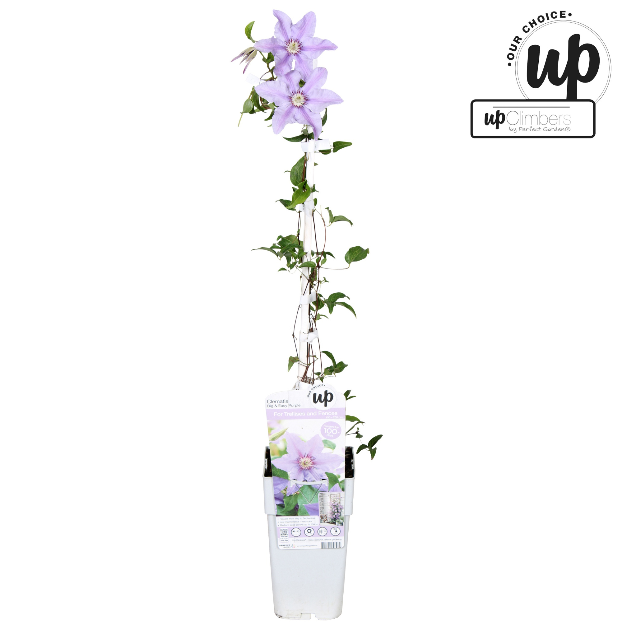 Clematis Big and Easy Purple - Tumaini P15, D 15