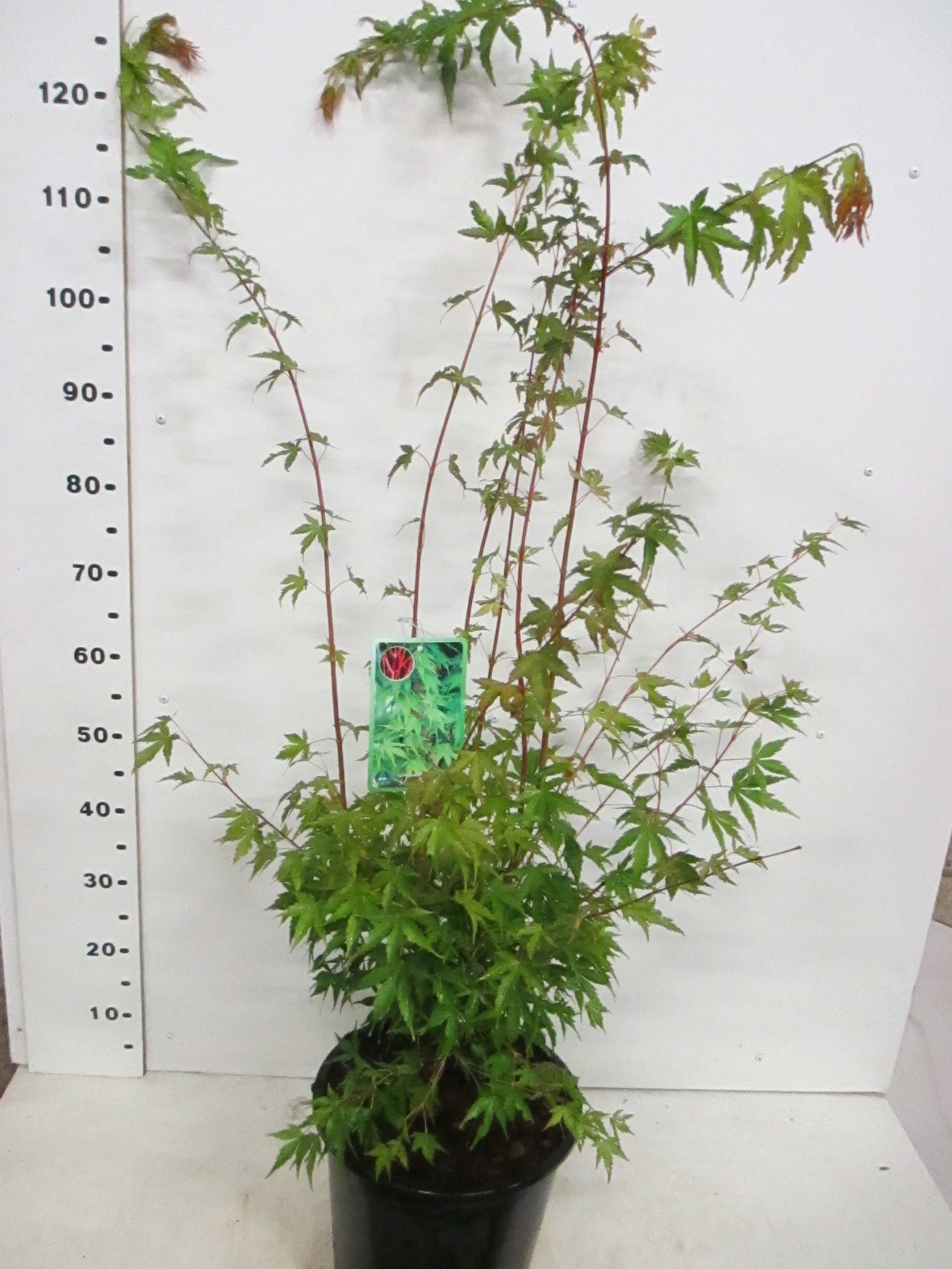 Acer palm. Sangokaku 100-125 P30, D 30 cm