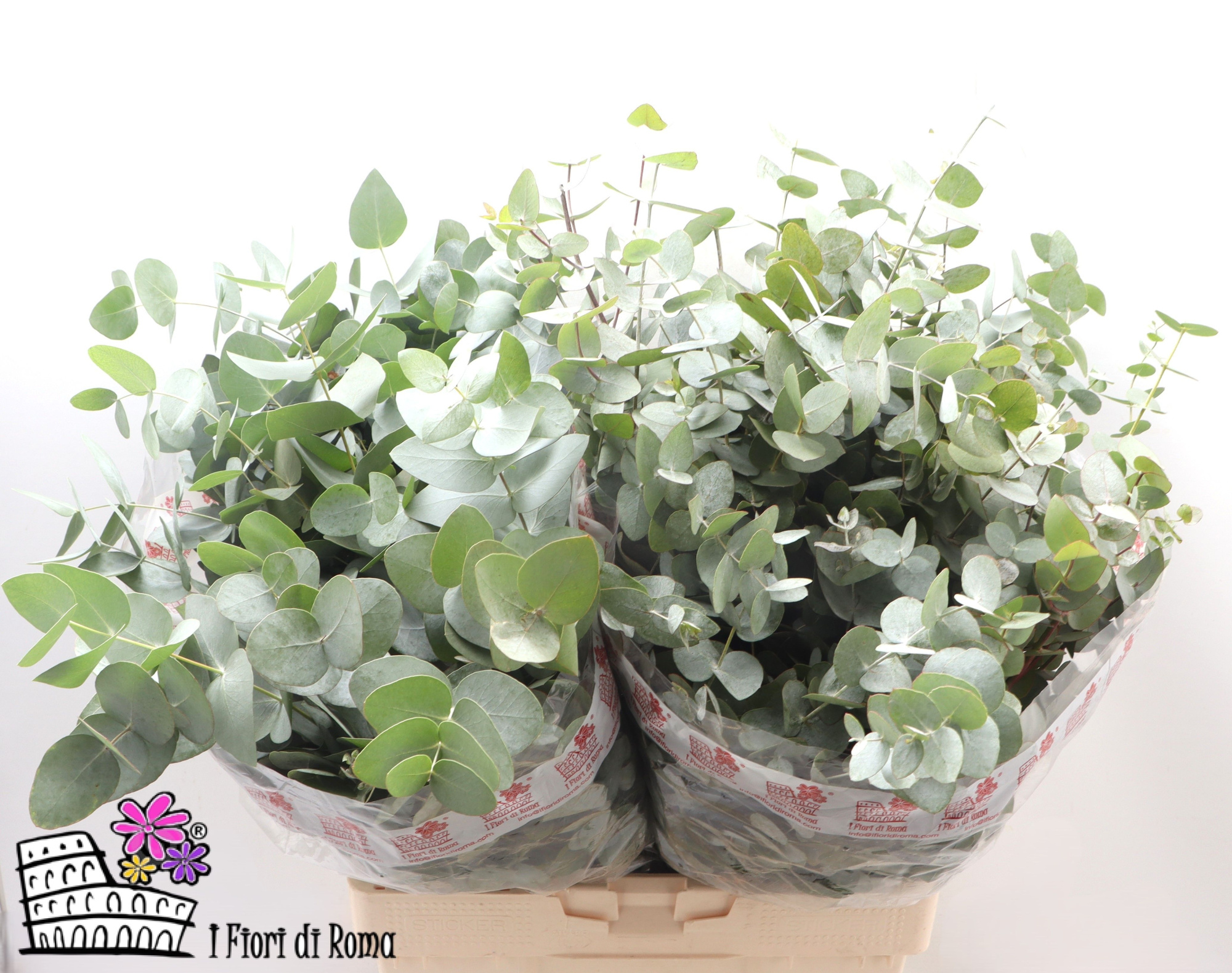 Эвкалипт Цинерея за пучок 60 (зел.), пуч.