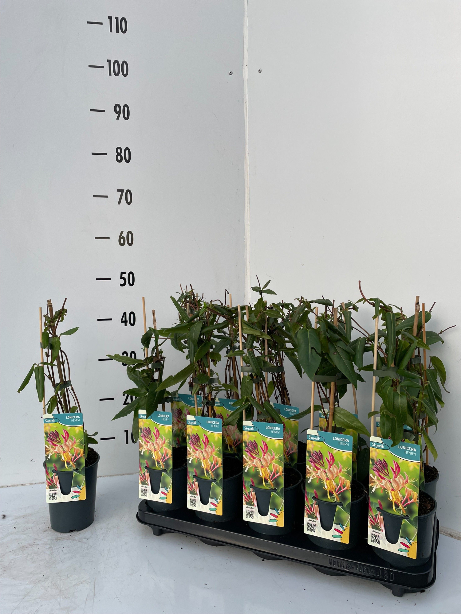 Lonicera Henryi, D 12 cm