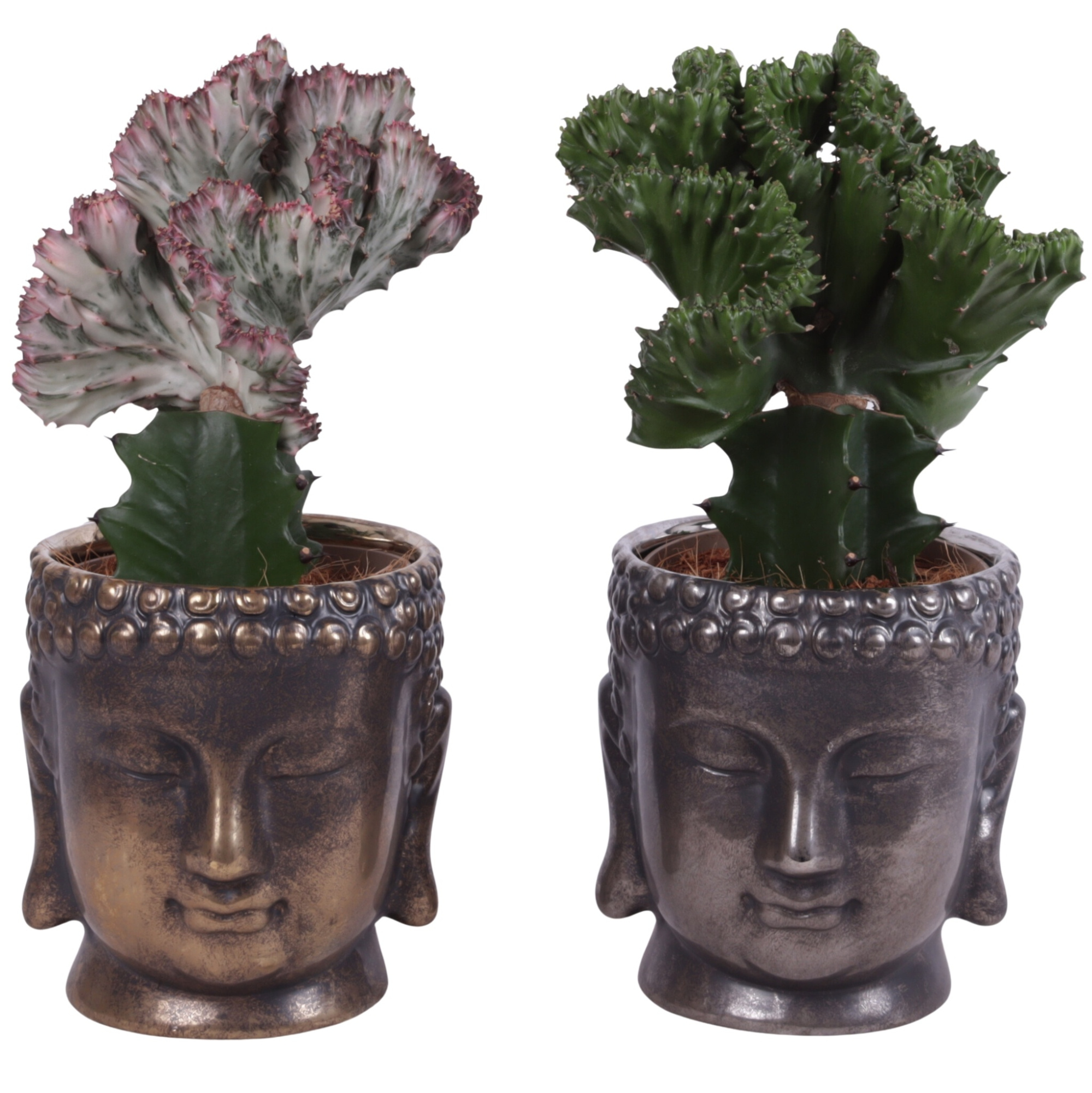 Cactus mix Euphorbia l. Ø12cm in Ceramic Buddha G/S Ø15cm, D 15