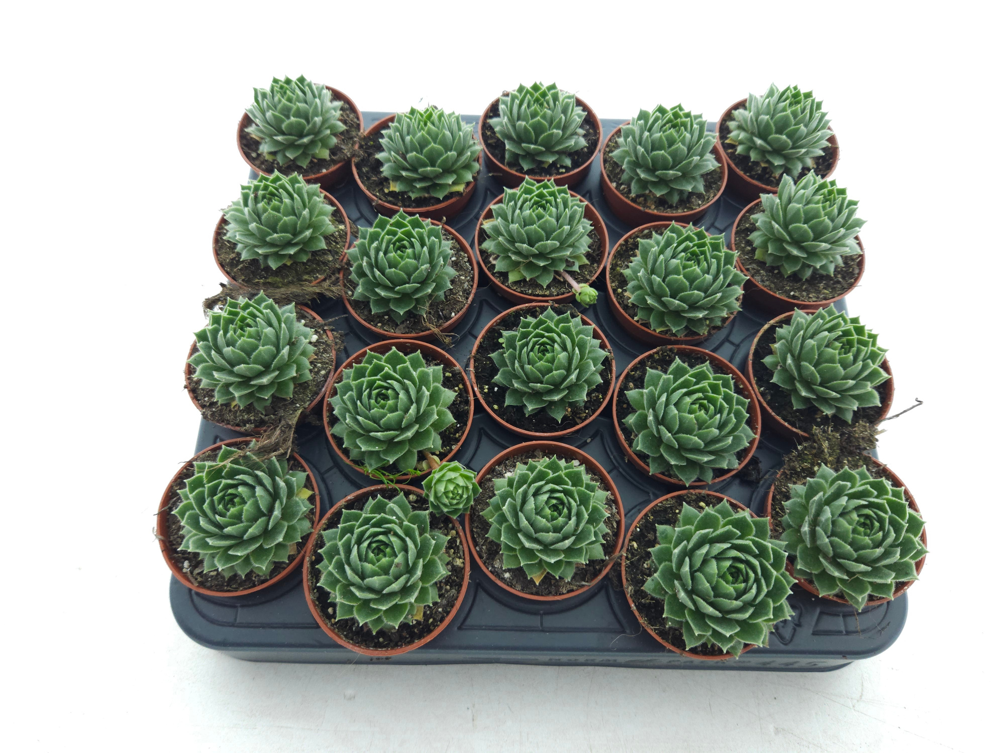 Sempervivum groen, D 5,5 cm